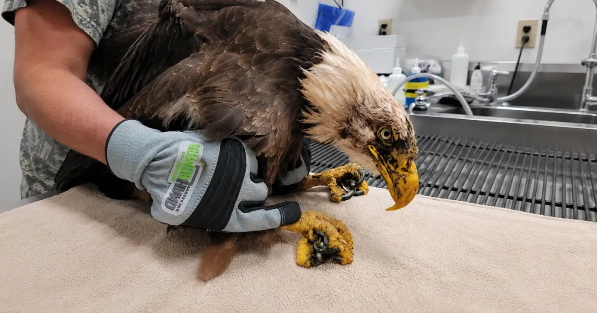 Bald Eagle Is So Severely Injured It Stops Responding — Veterinarians Treat the Silence as a Critical Warning