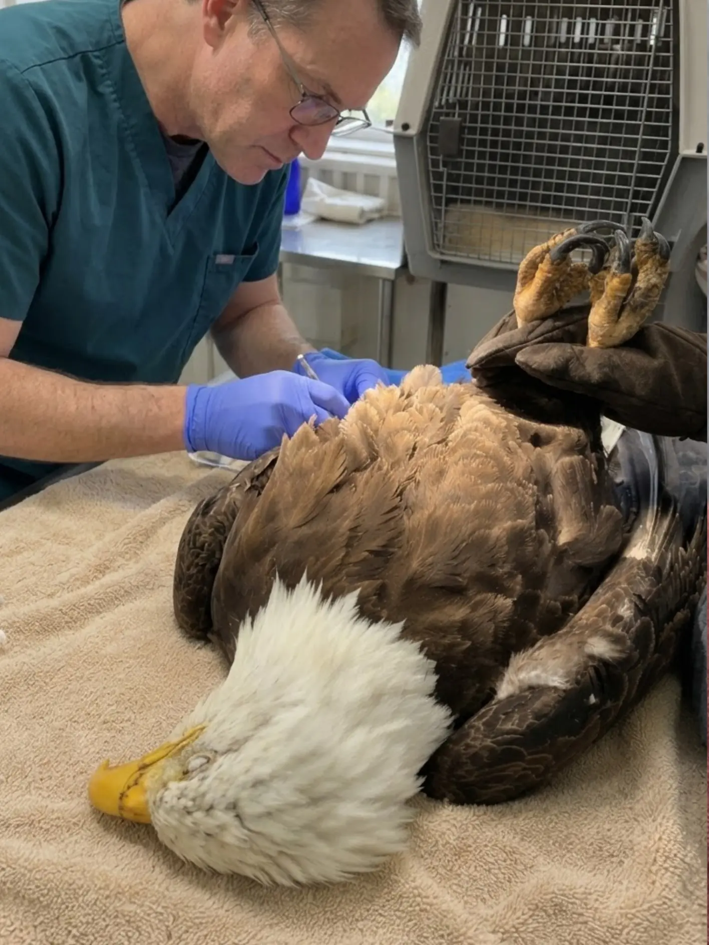 Adult Bald Eagle Found Unable to Fly in Washington — Veterinarians Discover Multiple Puncture Wounds Consistent With a Territorial Fight
