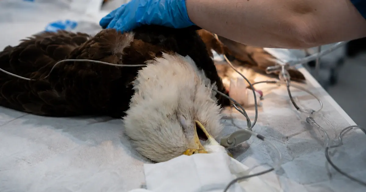 Bald Eagle Remains in Critical Condition After Major Surgery