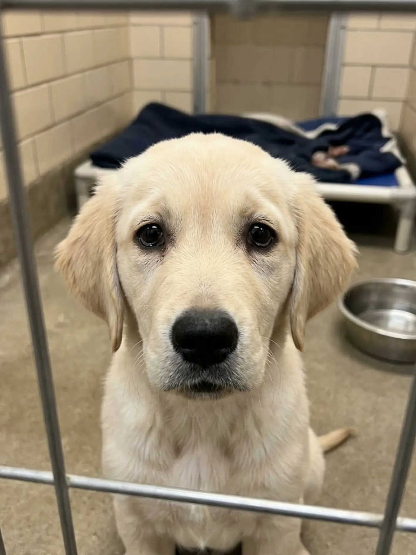 Theo was supposed to be the easy one to adopt. Weeks later, the puppy everyone expected to leave first is still behind the same kennel door, waiting for someone to finally come back for him.