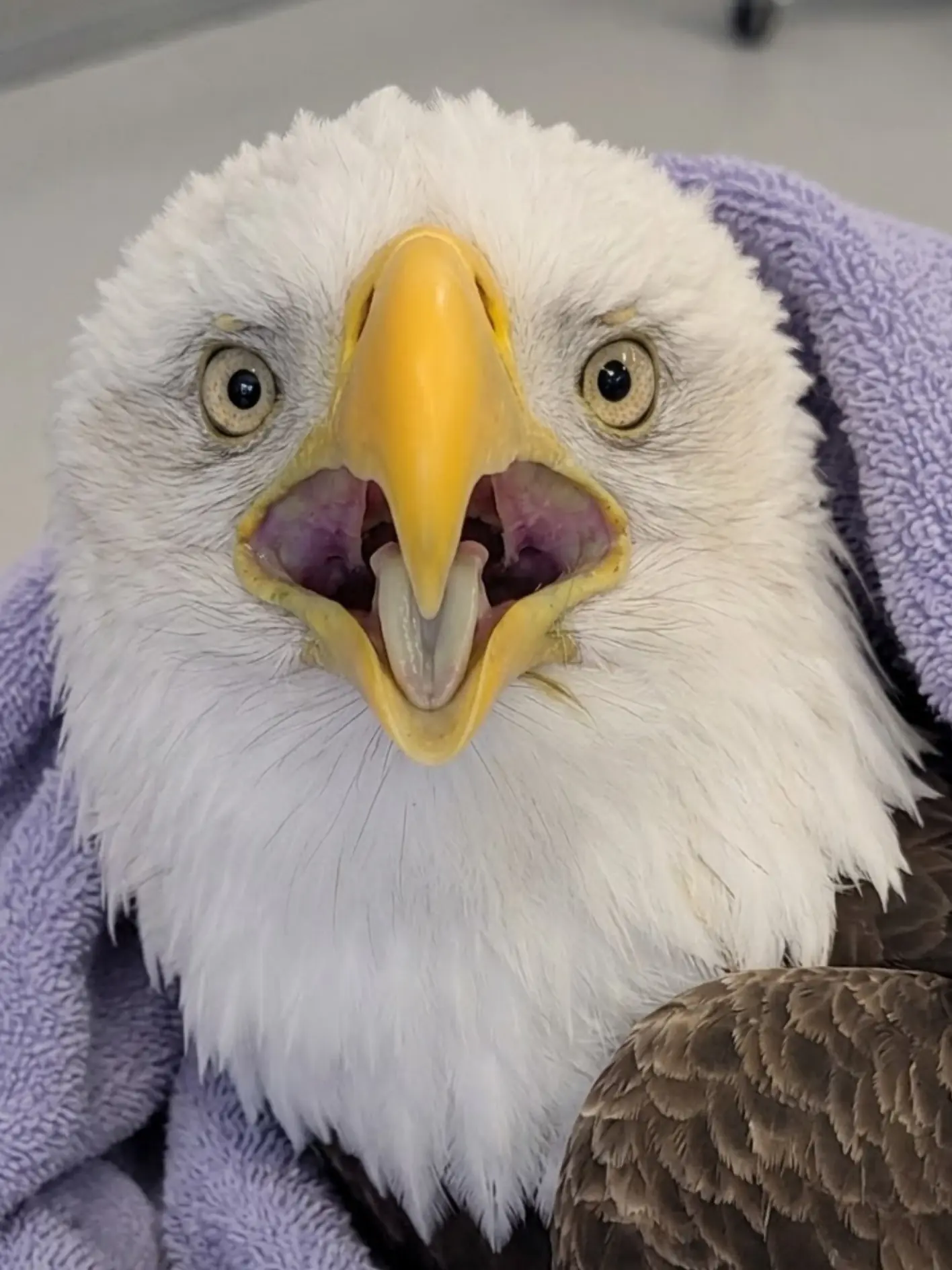 Rescued Bald Eagle Recovering From Multiple Injuries — Veterinarians Continue Monitoring for Possible Lead Exposure