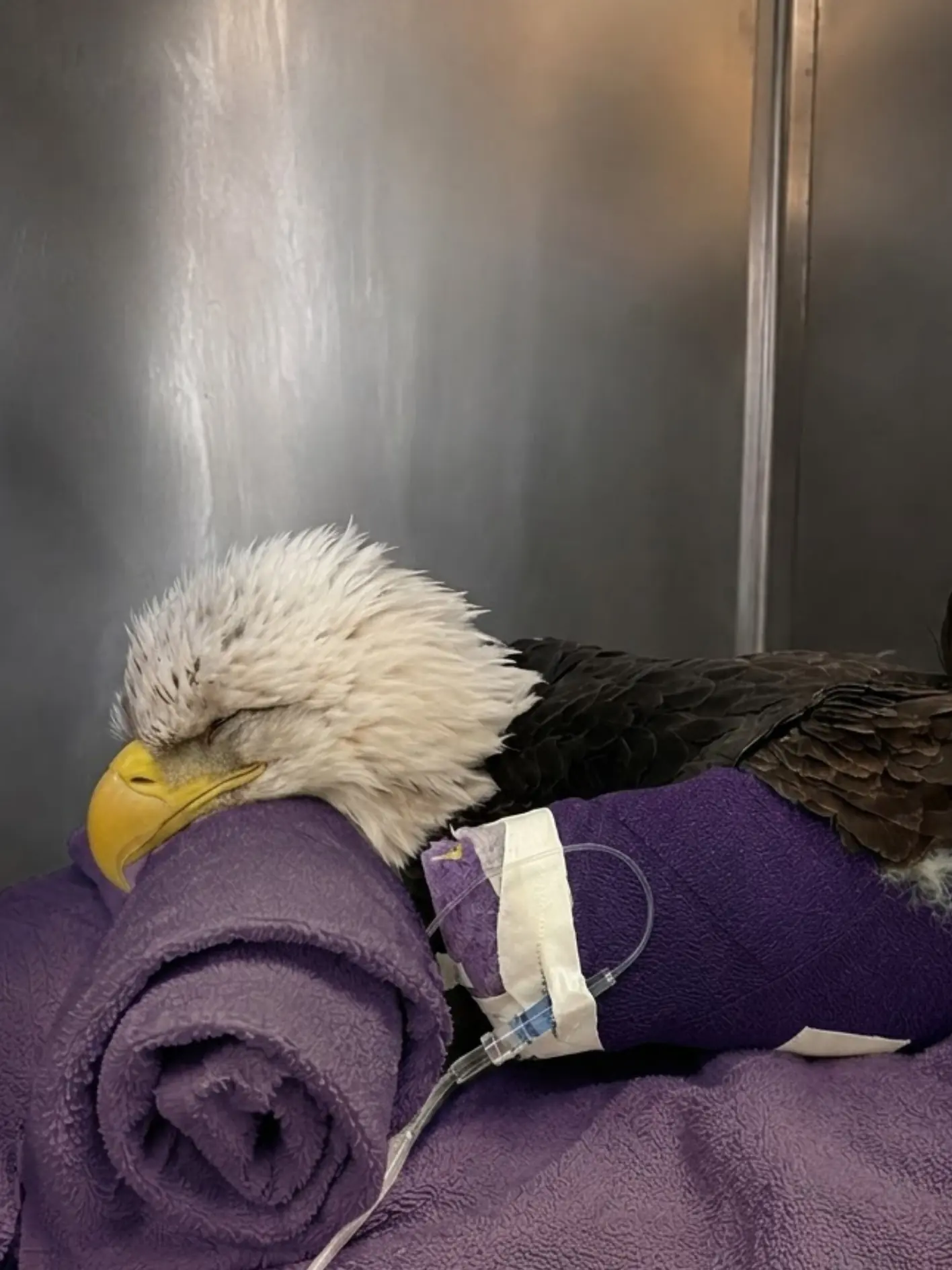 Bald Eagle Struck by Vehicle in Washington Suffers Complex Humerus Fracture — Veterinarians Say Its Chances of Flying Again Are Very Low
