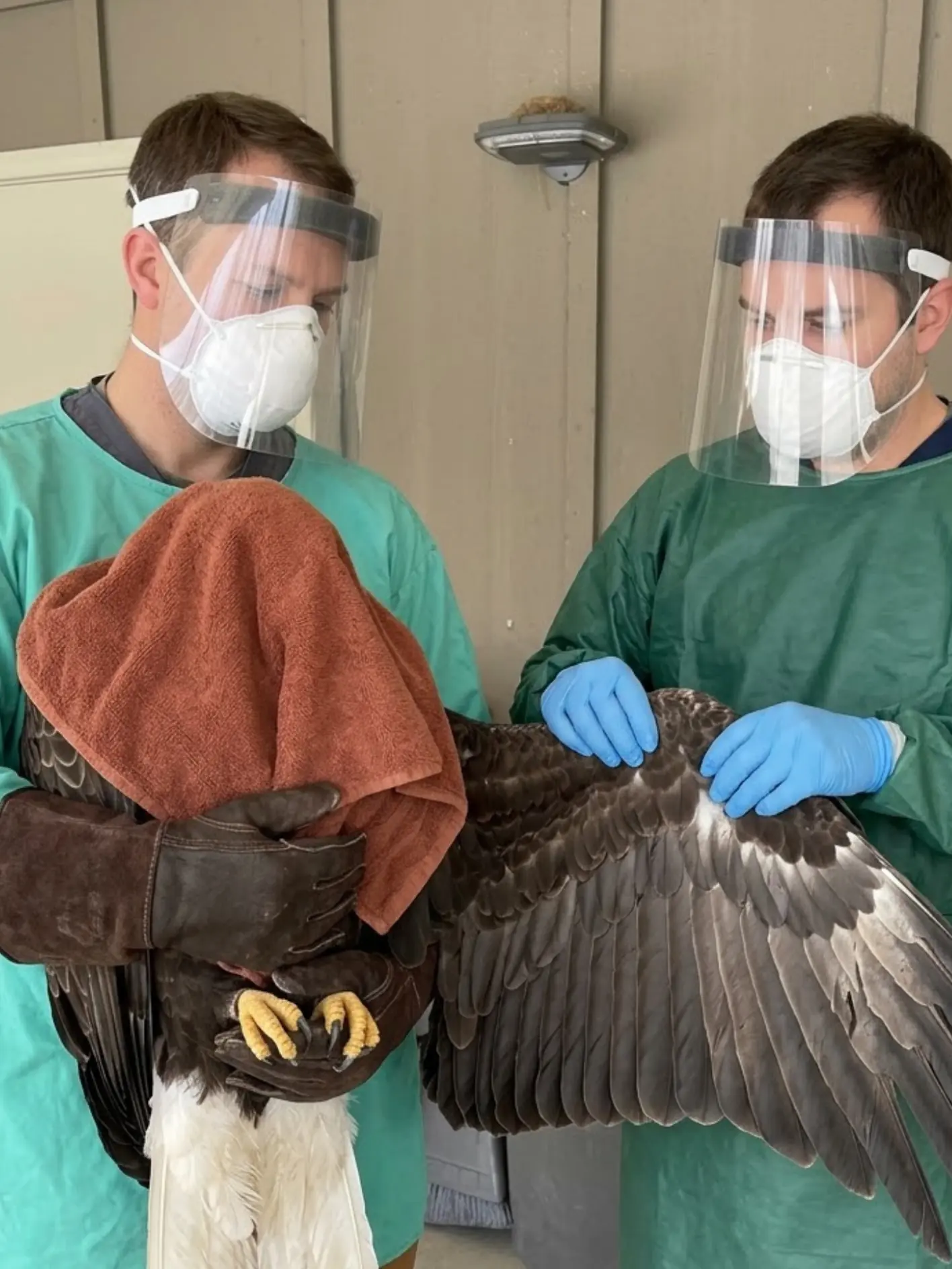 Adult Bald Eagle Arrives Unable to Fly and Struggling to Breathe — Laboratory Testing Later Confirms Highly Pathogenic Avian Influenza