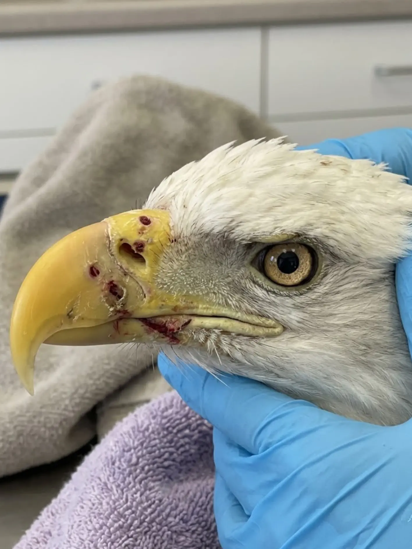 Adult Bald Eagle Arrives With Multiple Abrasions and Extensive Bruising — Veterinarians Discover Several Hidden Injuries Beneath Its Feathers