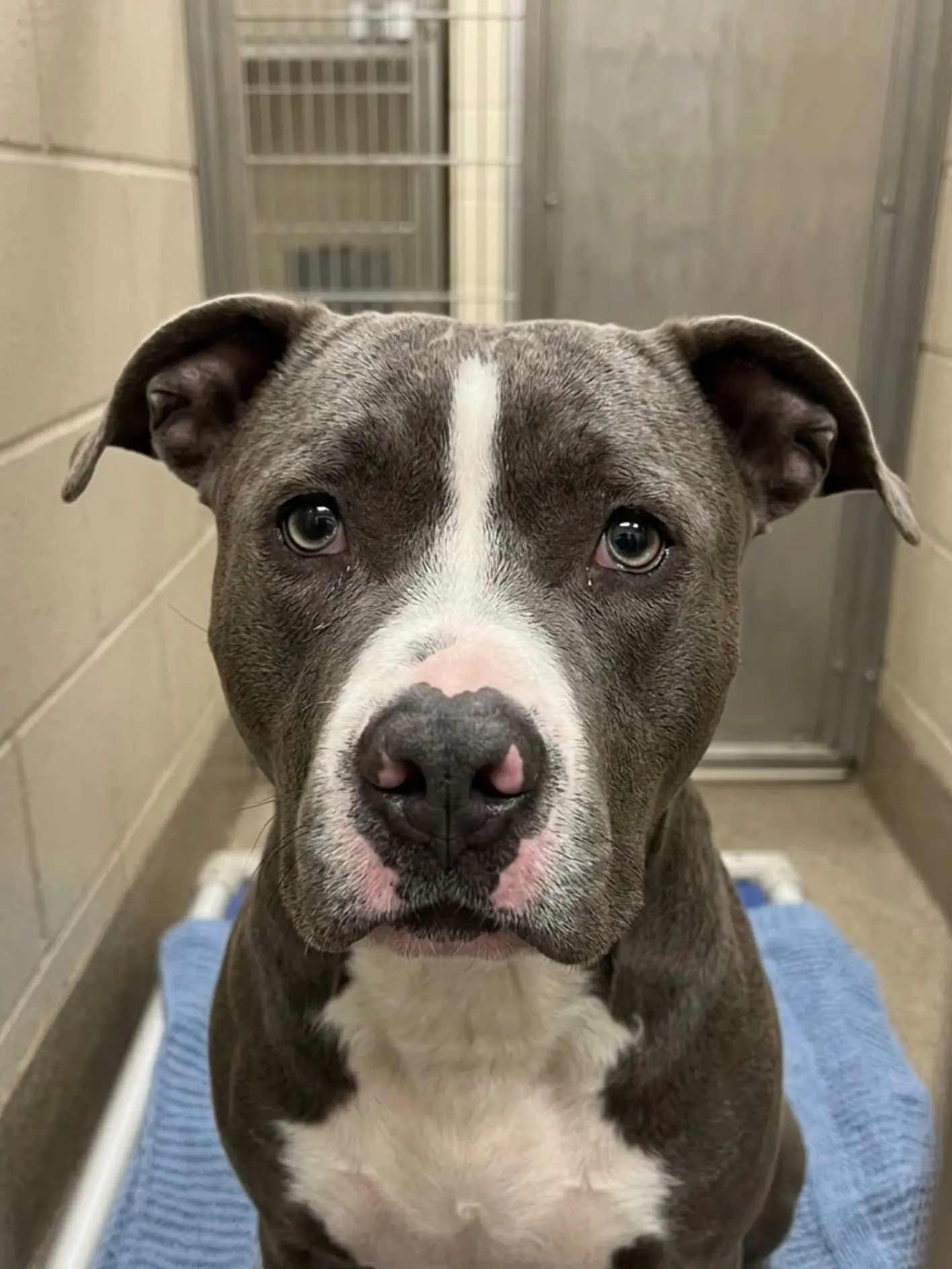 How does a dog this gentle keep getting passed over? Baxter has asked for little more than patience and affection, yet today he still has no home—and the shelter has no more time to give him.
