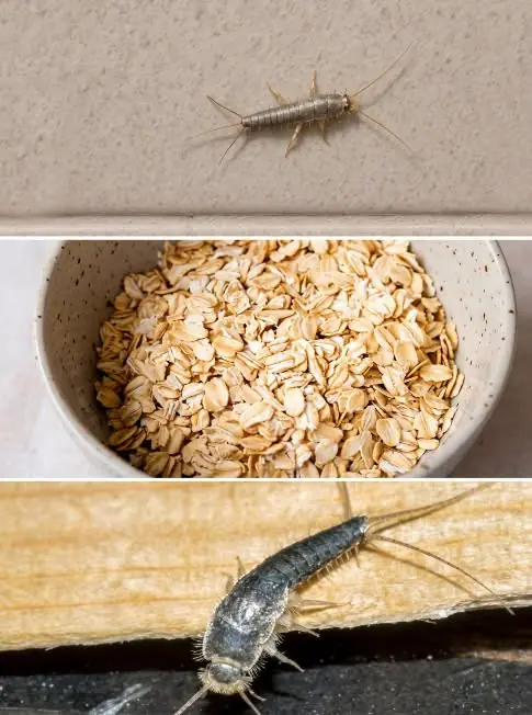 Found Silverfish in Your Home? Here's Why You Shouldn't Ignore Them (And How to Evict Them)