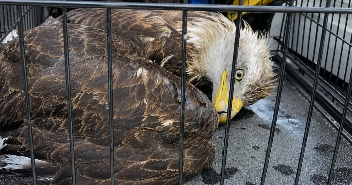 Bald Eagle Falls Into a Panic After Being Rescued From an Alligator Pond