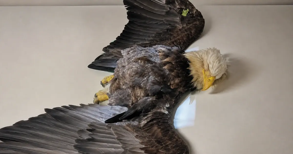 Bald Eagle Remains Profoundly Unresponsive After Electrical Injury