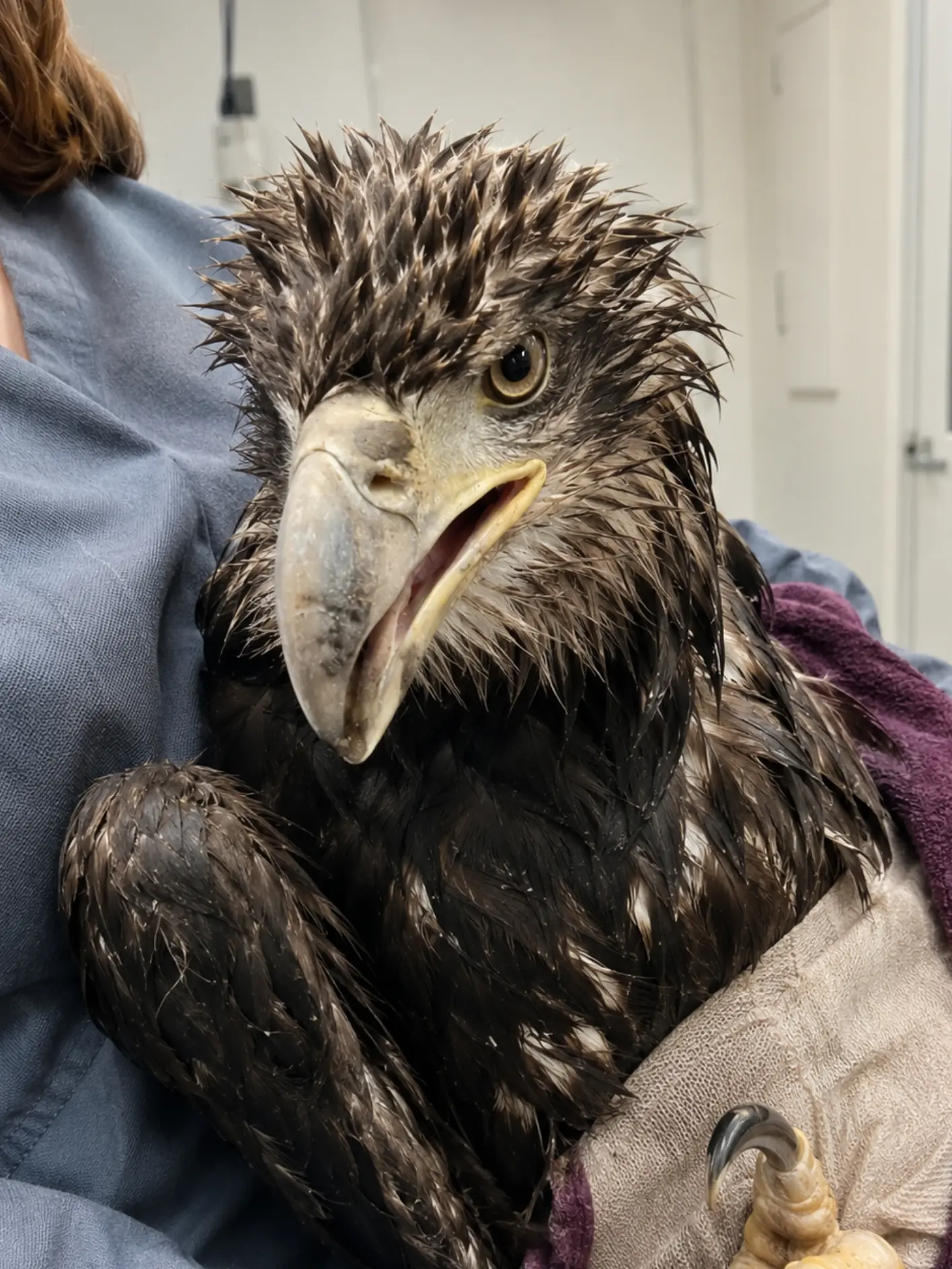 Juvenile Bald Eagle Arrives Severely Underweight With a Fractured Humerus — Veterinarians Review X-Rays to Determine Whether Surgery Can Save Its Wing