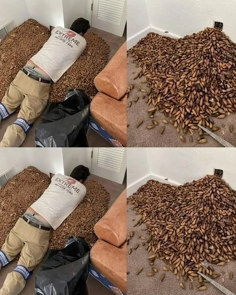 He Opened the Wall to Find the Source of a Strange Smell and Was Stunned