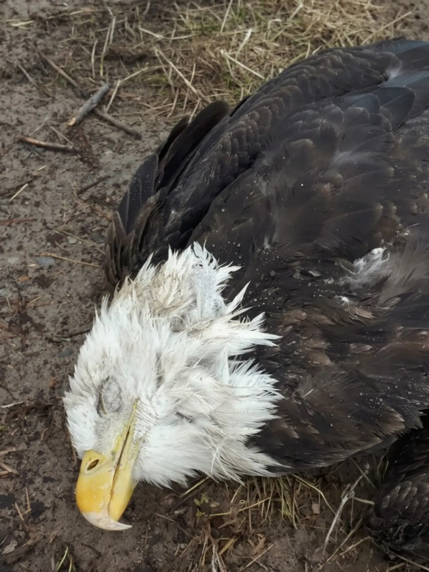Bald Eagle Found Nearly Lifeless in a Roadside Ditch — Weeks Later, the Bird Returned to the Wild