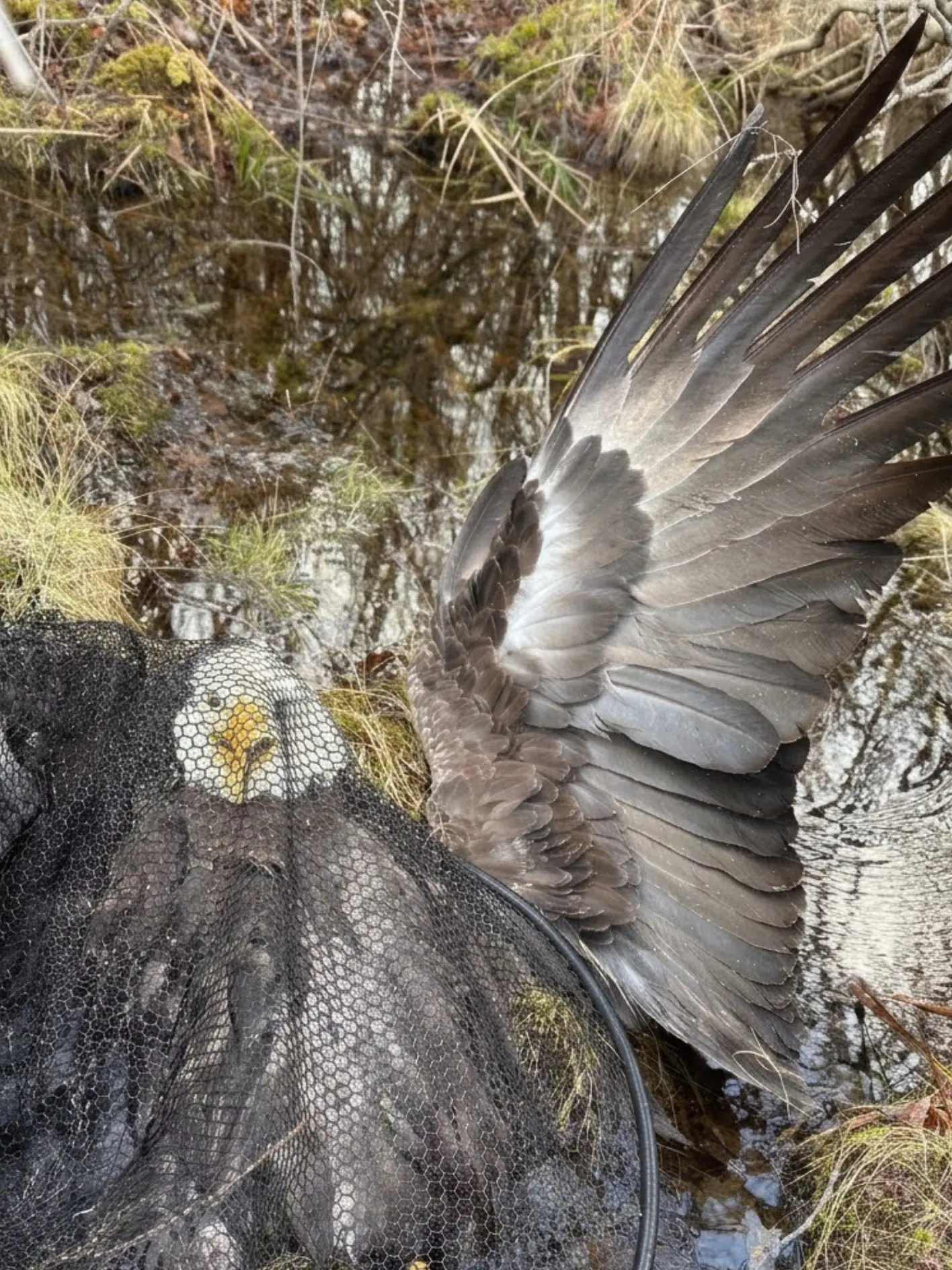 Bald Eagle Found Hanging Upside Down From a Tree in Wisconsin — A Rescue Through 36-Degree Swamp Water Reveals Surprisingly Good News