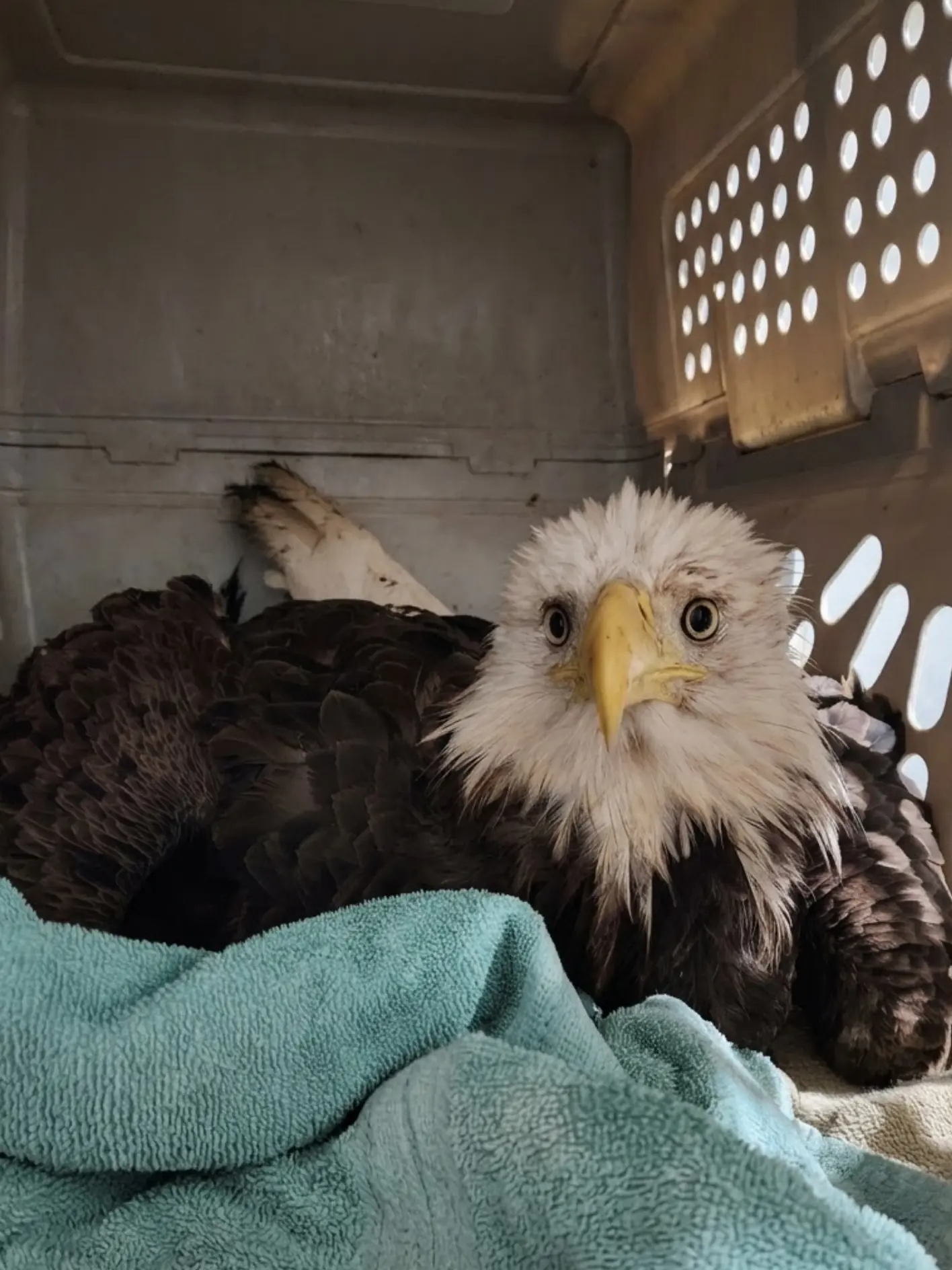 Adult Bald Eagle Struck by Vehicle While Feeding on Roadkill in Rural Iowa — Veterinarians Stabilize a Fractured Left Leg