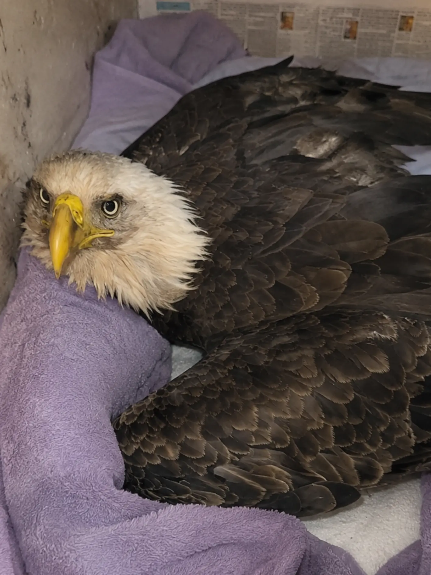 Adult Bald Eagle Found Unable to Stand or Walk — Bloodwork Reveals a Serious Problem Veterinarians Could Not See From the Outside