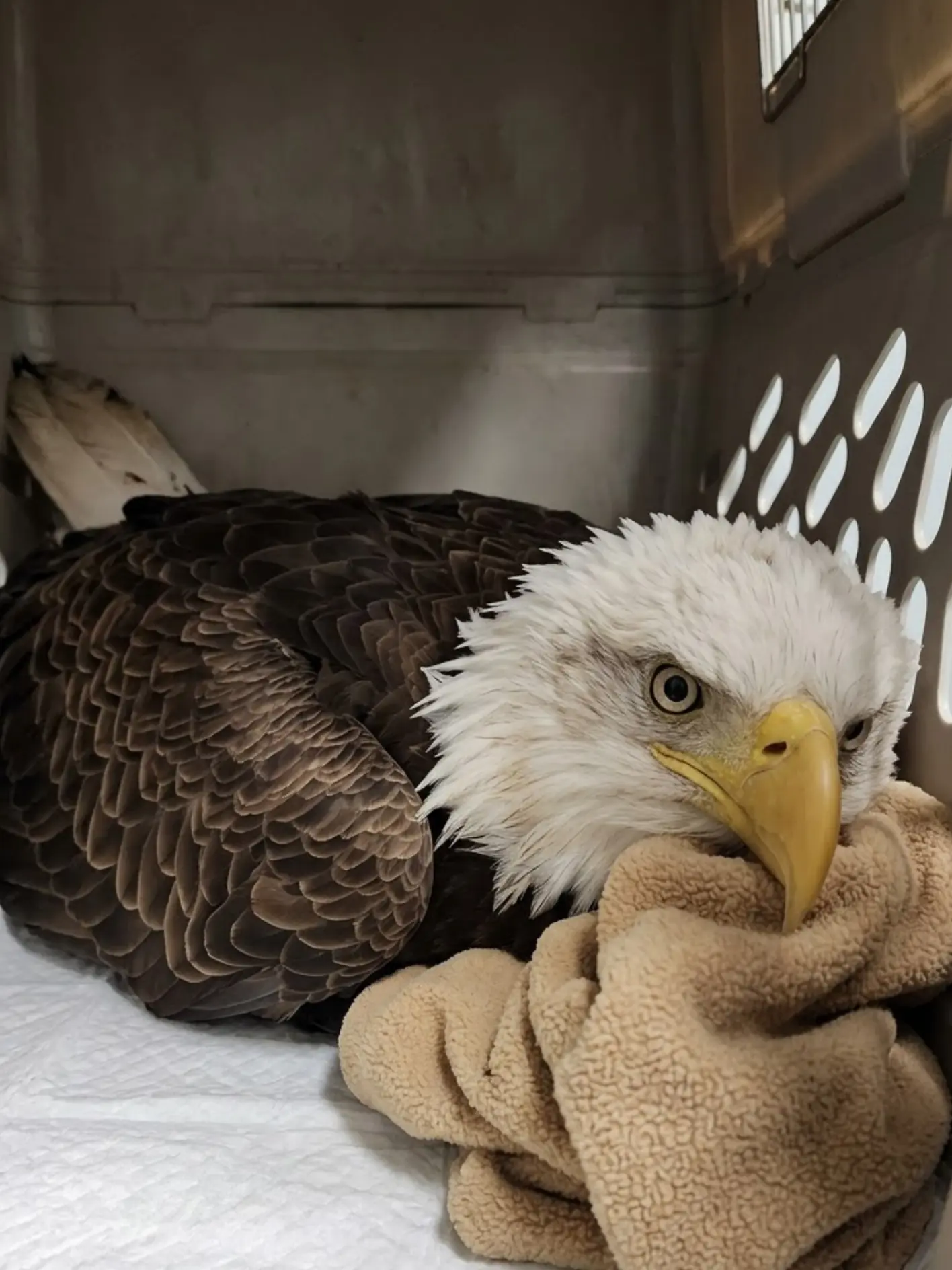 Bald Eagle Rushed Into Care Less Than an Hour After Suspected Vehicle Strike — Veterinarians Say Early Neurologic Improvement Offers a Reason for Cautious Hope