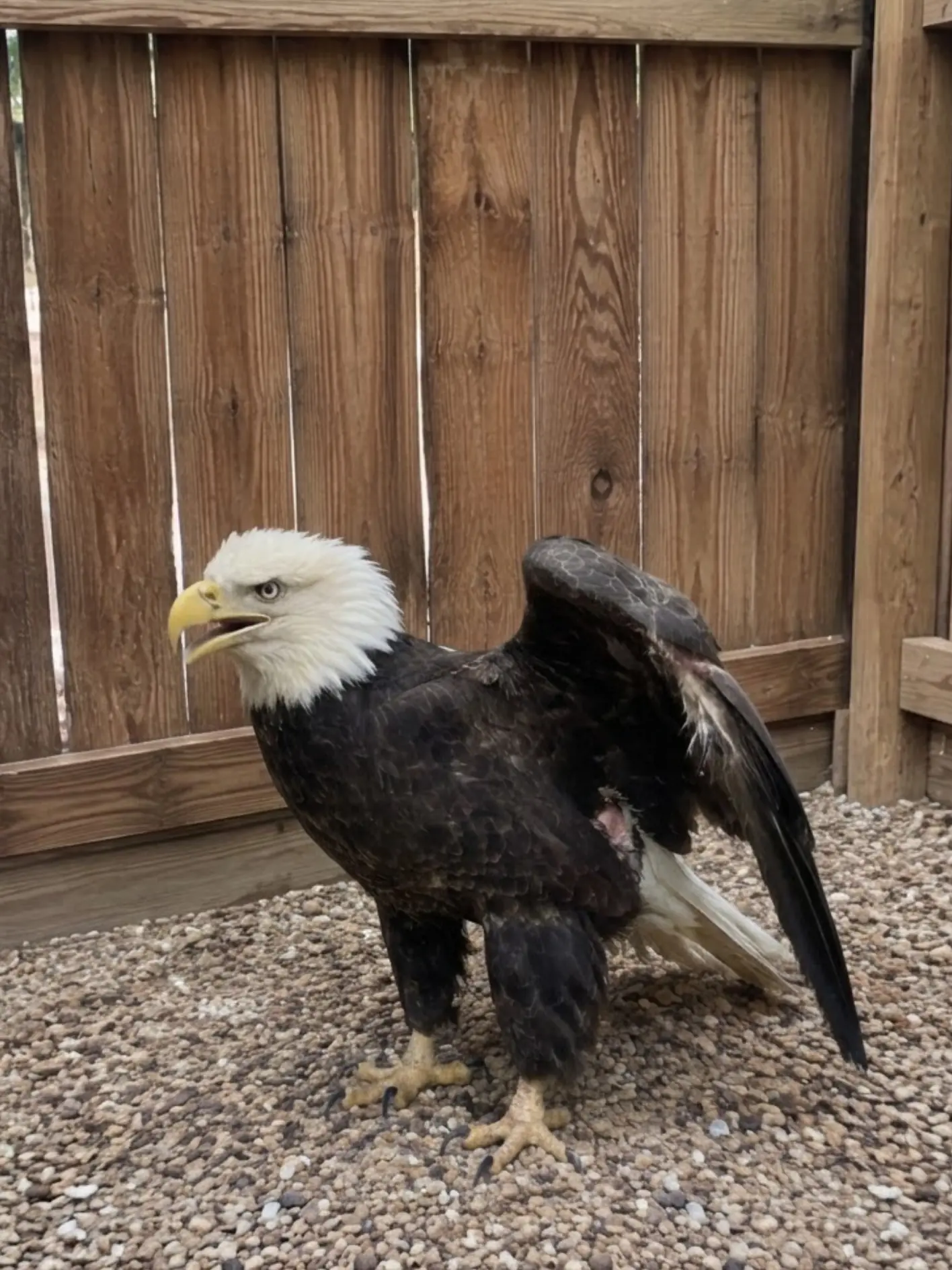 Adult Bald Eagle Refuses to Leave a Family’s Backyard — Rescuers Discover a Serious Wing Injury Hidden Beneath Its Feathers