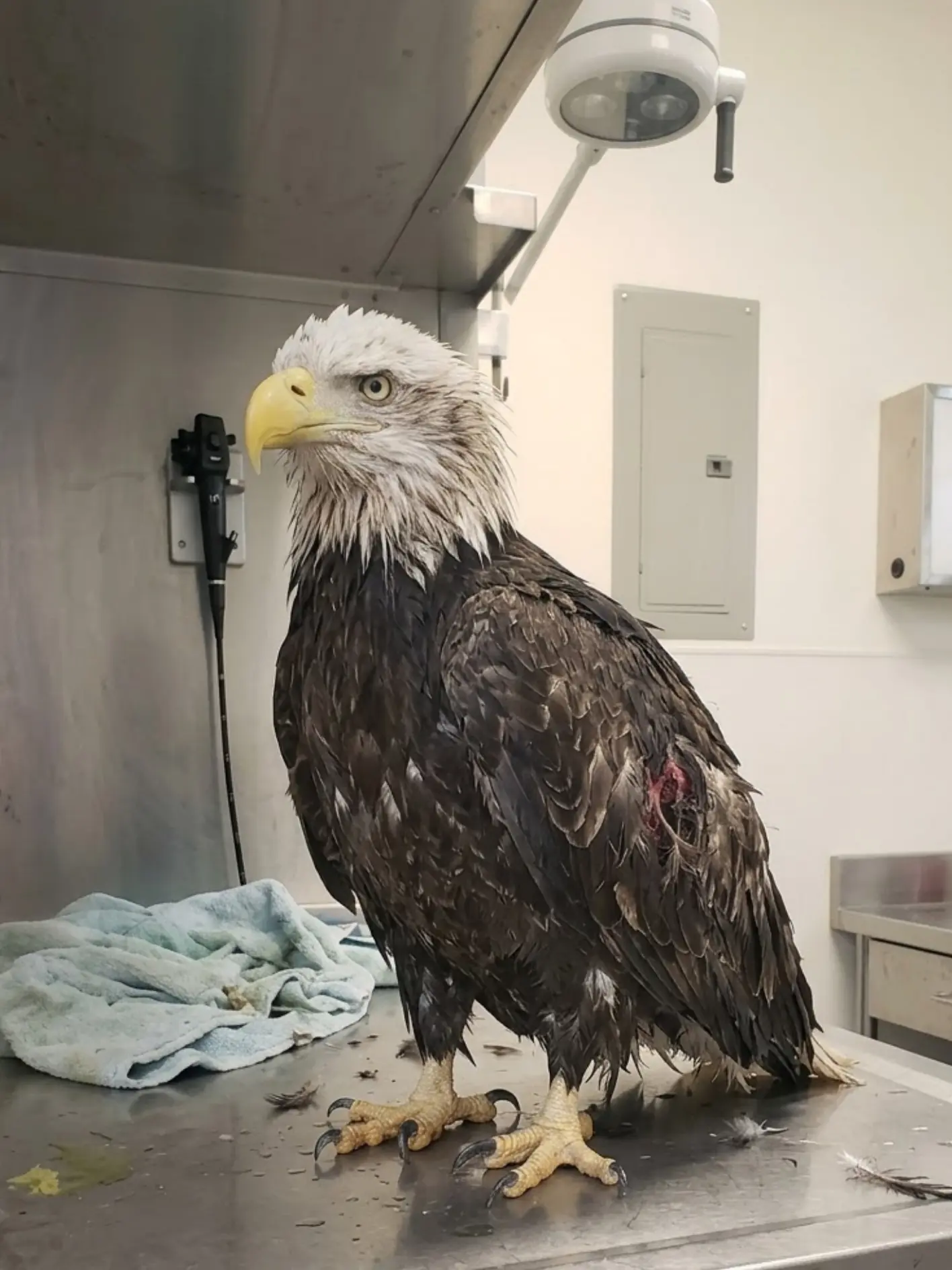 Adult Bald Eagle Pulled From a Concrete Stormwater Canal After Hours in Cold Water — Veterinarians Find Multiple Injuries but No Broken Bones