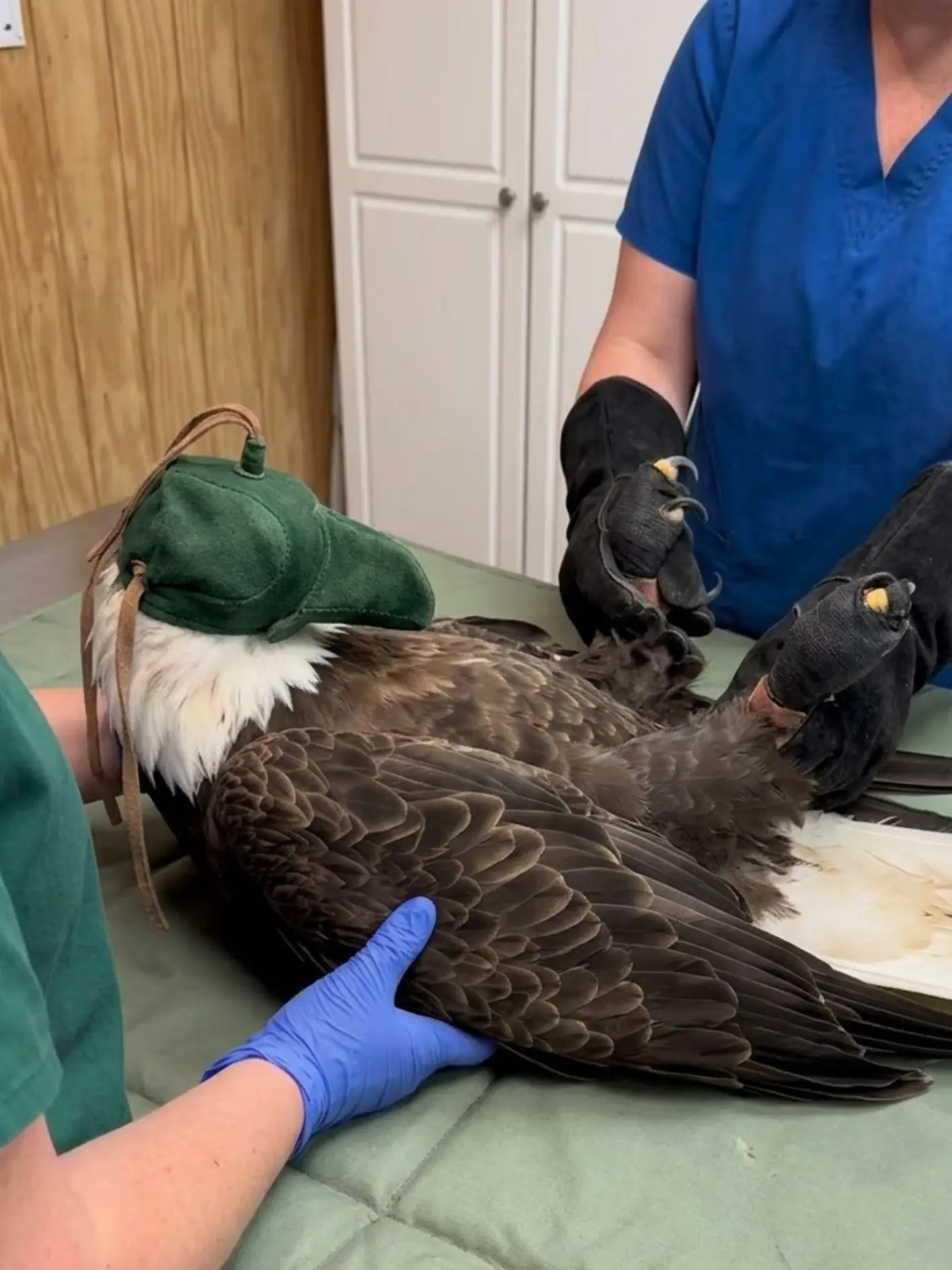 Injured Bald Eagle Arrives for Emergency Care — Fluids, Assisted Feeding and a Careful Musculoskeletal Evaluation Begin the First Night of Treatment
