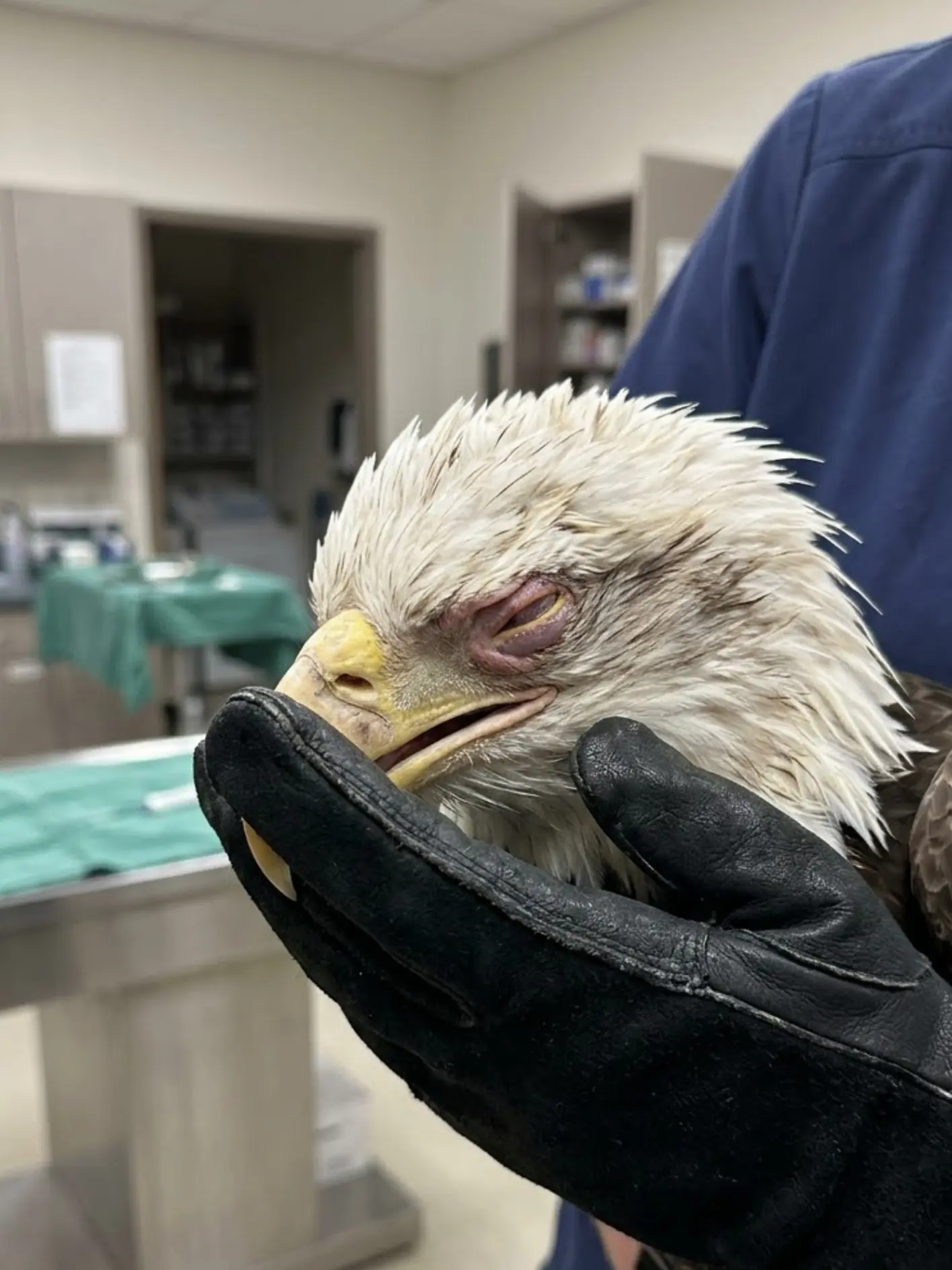 Bald Eagle Found Critically Ill Along a Rural Colorado Road — Weeks of Rehabilitation Reveal a Remarkable Transformation