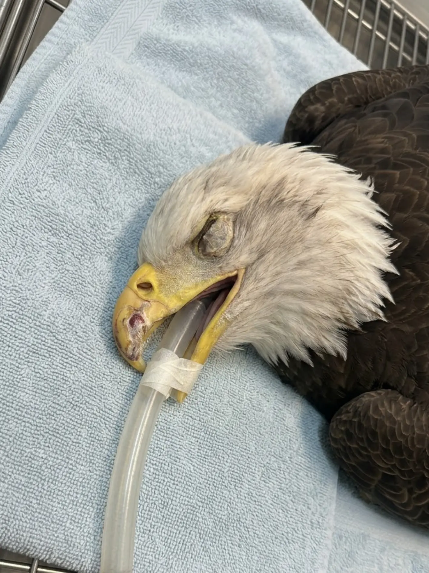 Dry Blood Around a Bald Eagle’s Beak Leads to an Unexpected Discovery — Veterinarians Find a Large Section of the Beak Missing Down to the Bone