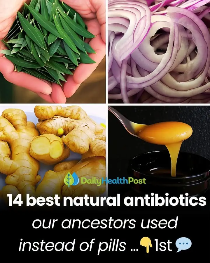 14 Best Natural Antibiotics Our Ancestors Used Instead of Pills