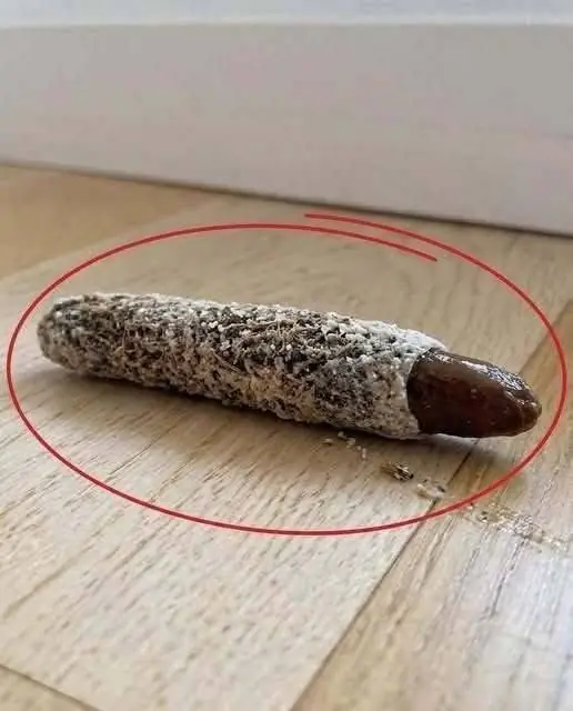 I found this on the floor near my bedroom door… Nobody in the house knows where it came from, and…