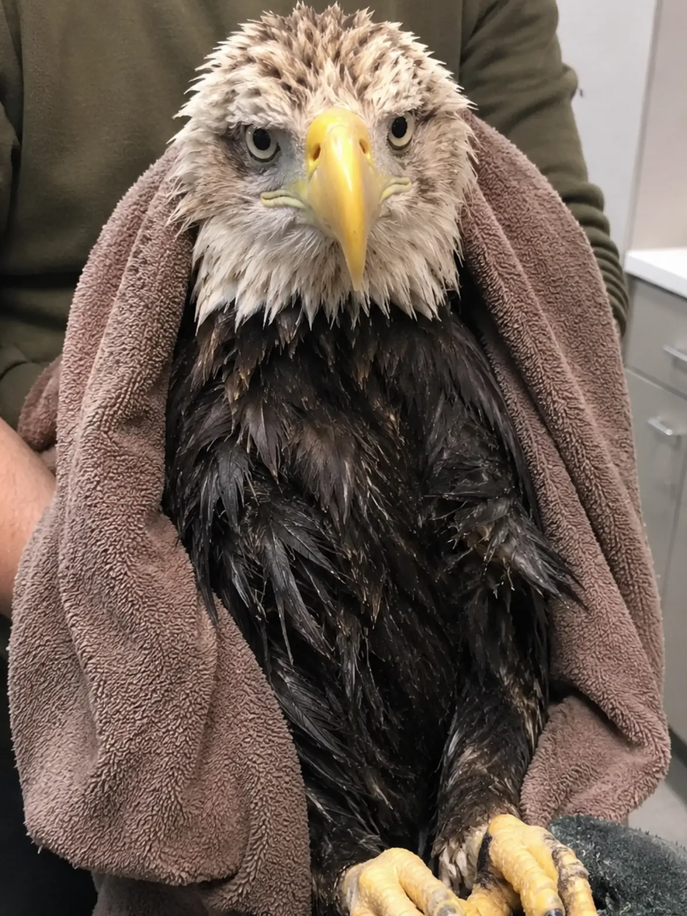 Young Bald Eagle Rescued During Annual Bird Count — Extremely High Blood Lead Levels May Explain How She Fell From a Tree Onto Rocks Below