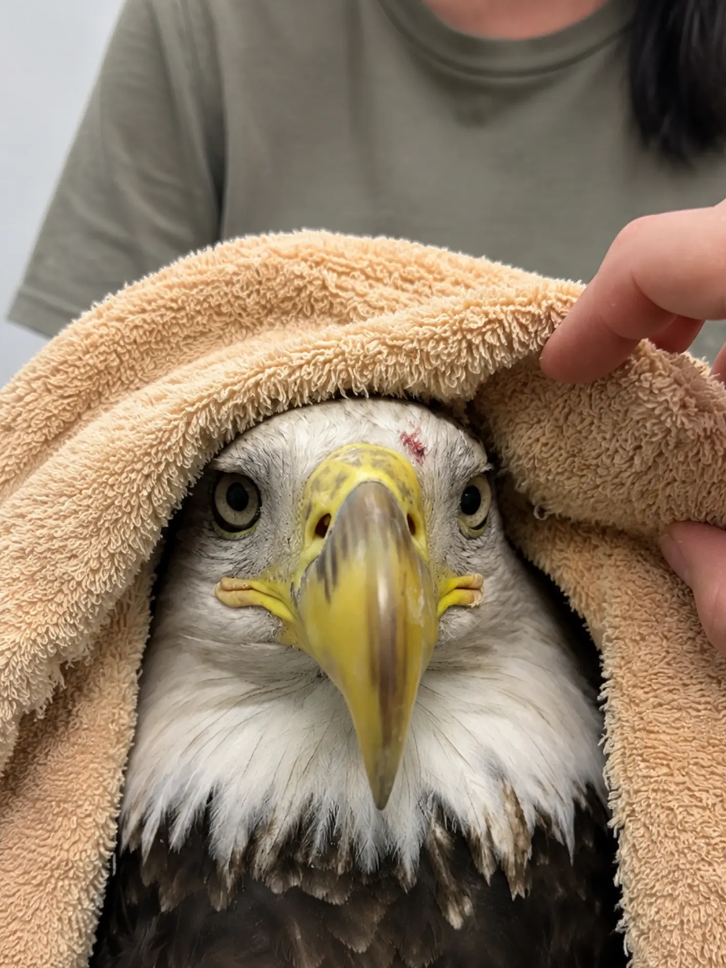 Bald Eagle Found Grounded and Unable to Fly Near Lake Coeur d’Alene — Hours Later, Rescuers Realize the Injury May Not Be as Severe as First Feared