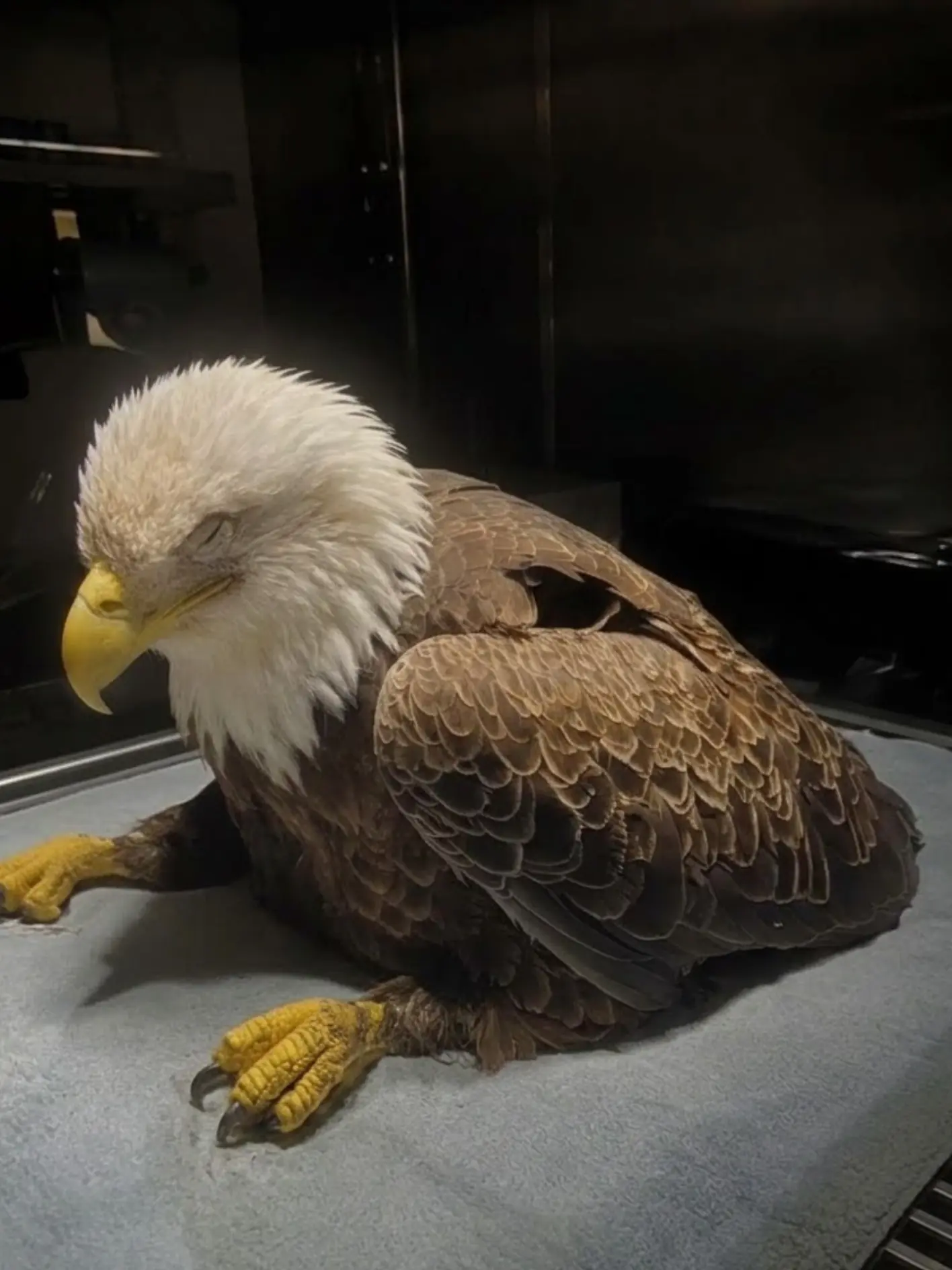 Bald Eagles Across the Upper Midwest Are Arriving With Dangerous Lead Levels — Wildlife Rehabilitators Say Many Are Already Too Sick to Save