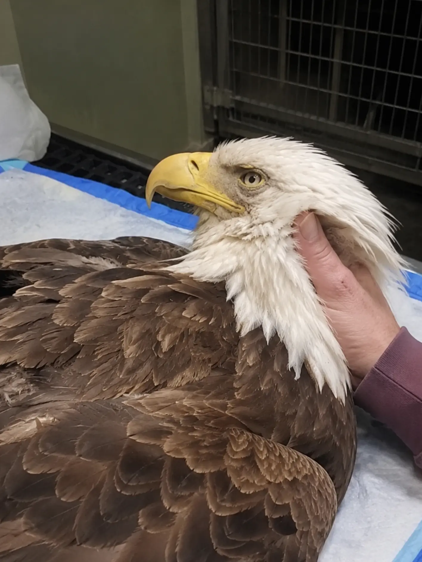 Nine Bald Eagles Found With Lead Poisoning Across Northern Wisconsin — Wildlife Rehabilitators Say One Common Food Source May Be Putting Them at Risk
