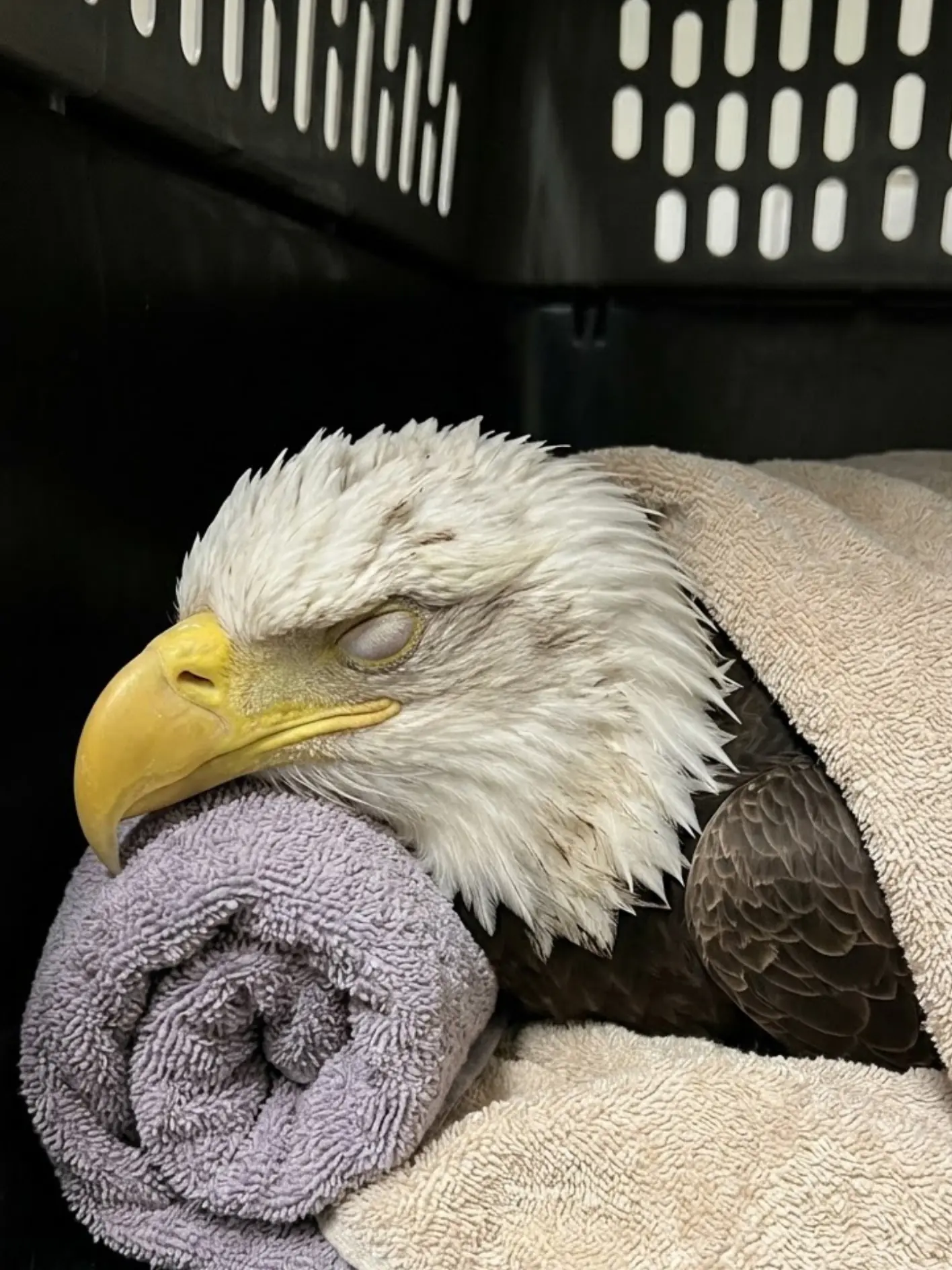 At Least 10 Bald Eagles Suspected of Poisoning Near a Wisconsin Landfill — One Bird Has Died as Investigators Examine Improperly Disposed Animal Carcasses