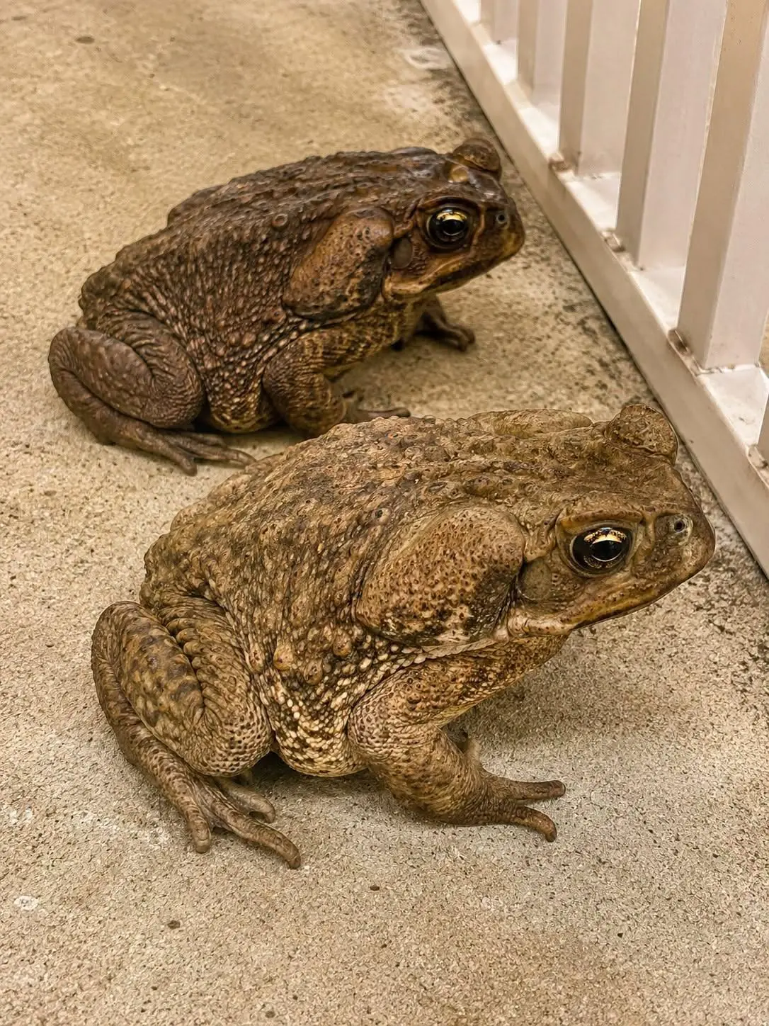 Why Do Toads Come to Your House
