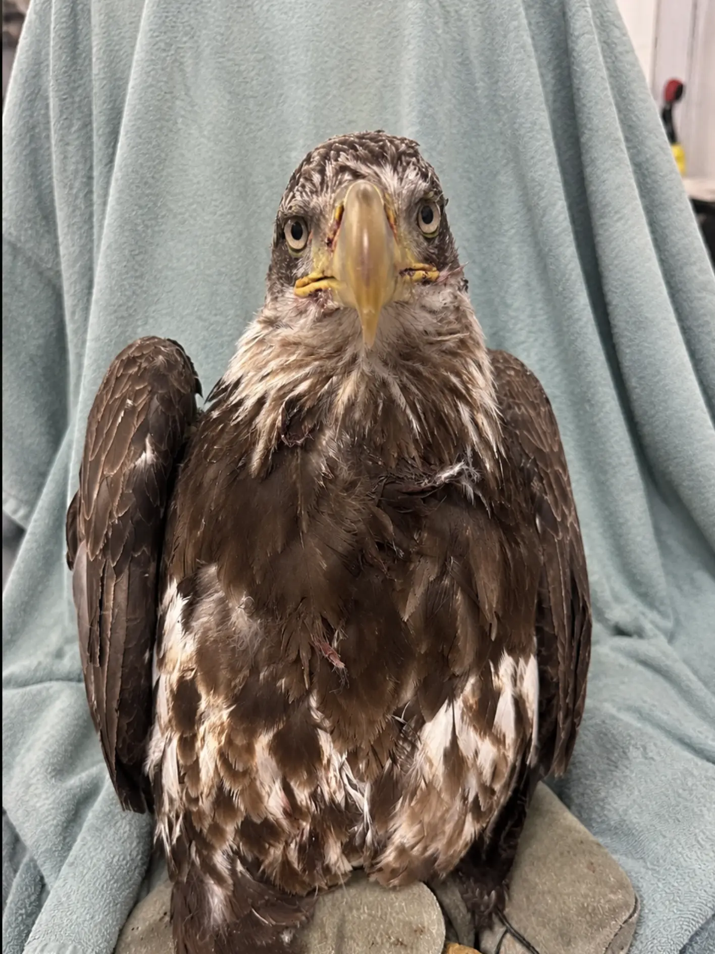 Young Bald Eagle Found With Catastrophic Wing Injury Near a Virginia Road — X-Rays Reveal the Injury Was Caused by Gunfire.