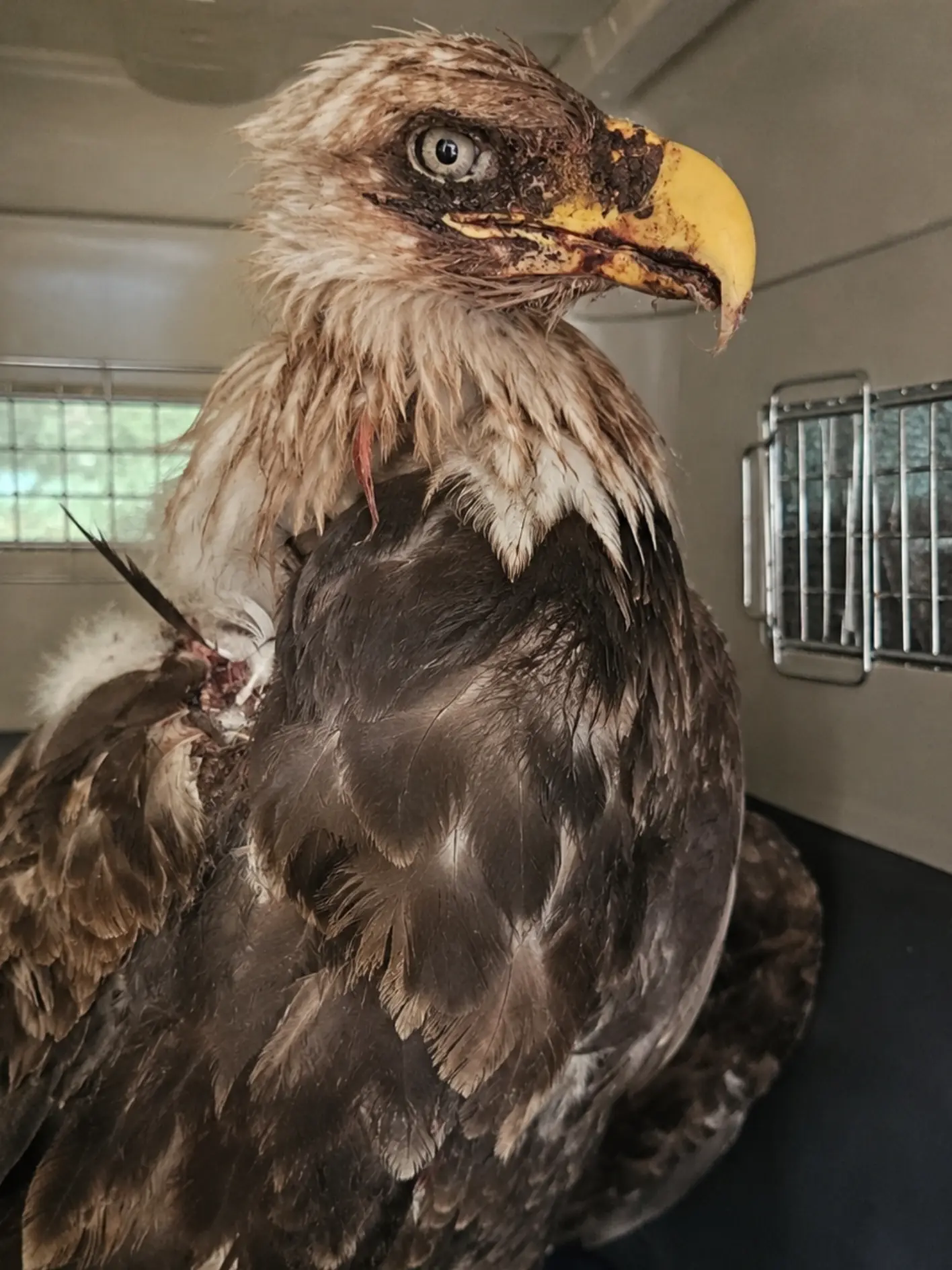 Adult Bald Eagle Rushed Into Emergency Care After Suspected Territorial Fight — Veterinarians Find Multiple Deep Puncture Wounds Across Its Head and Neck