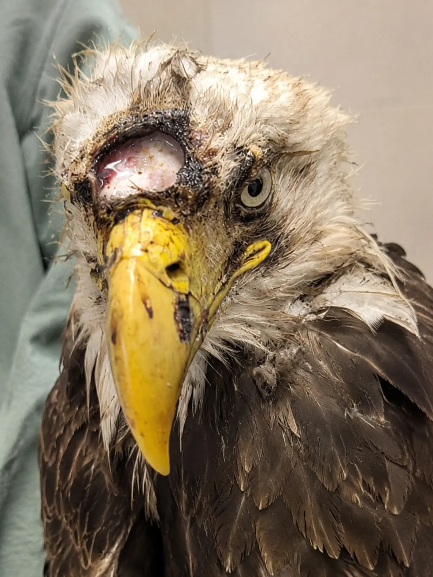 Bald Eagle Found With Severe Head and Eye Injuries at Lake Gaston — X-Rays Rule Out Gunshot Trauma as Veterinarians Suspect a Violent Eagle Fight