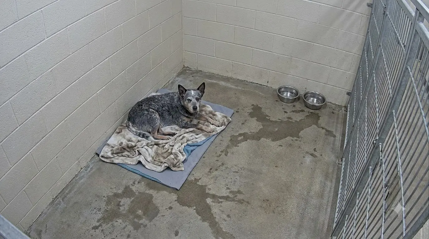 Every Sound in the Shelter Makes This Senior Cattle Dog Turn Her Whole Body Toward the Door