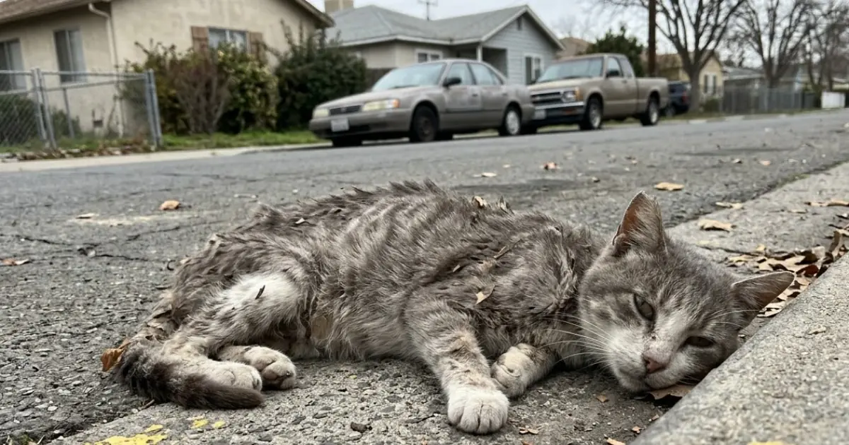 A Stray Cat Was Found Barely Alive Beside a Residential Street—and How We Helped Save His Life