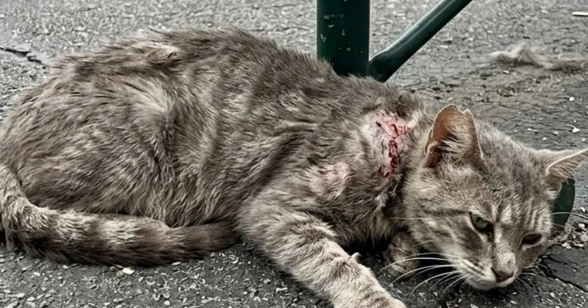 An Injured Stray Cat Was Found at a Basketball Court—and How We Helped Save His Life