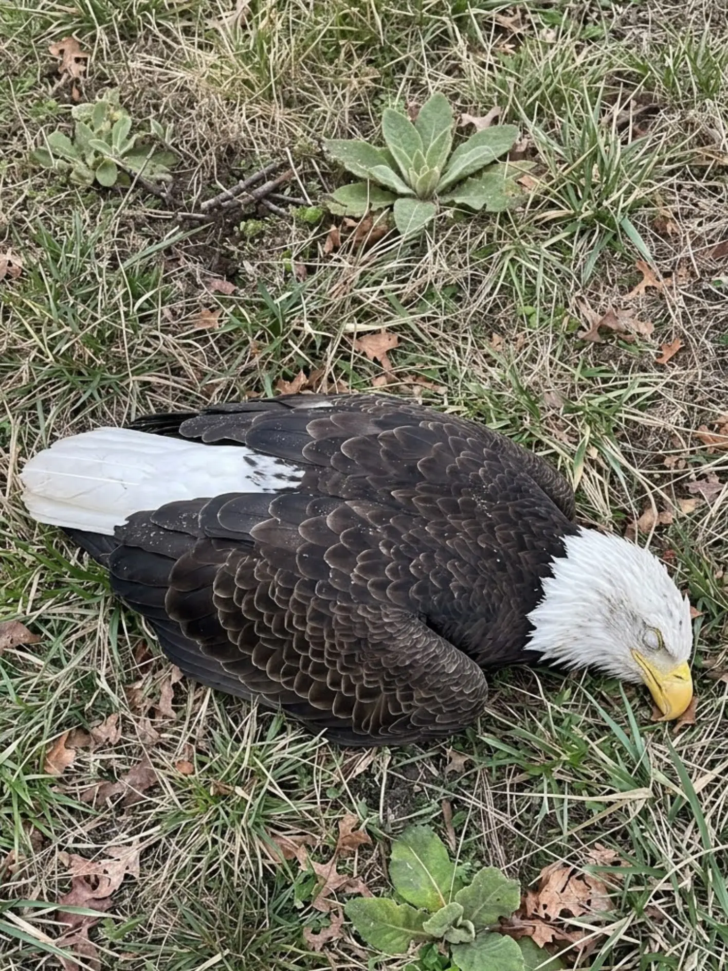 Bald Eagle Found Barely Responsive Near the Rappahannock River — Veterinarians Suspect Secondary Rodenticide Poisoning