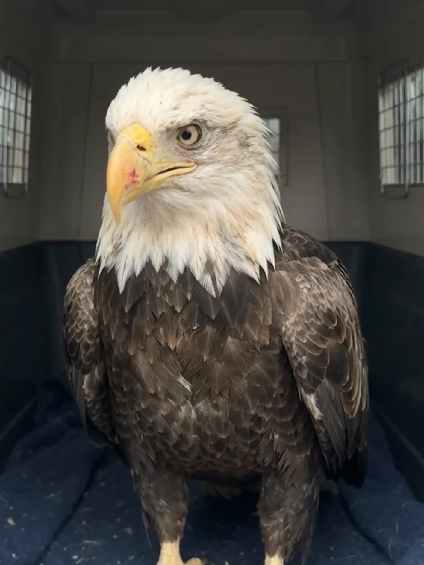 Bald Eagle Brought Into Emergency Care After Suspected Fight With Another Eagle — Days Later, Its Alertness and Normal Behavior Begin to Return