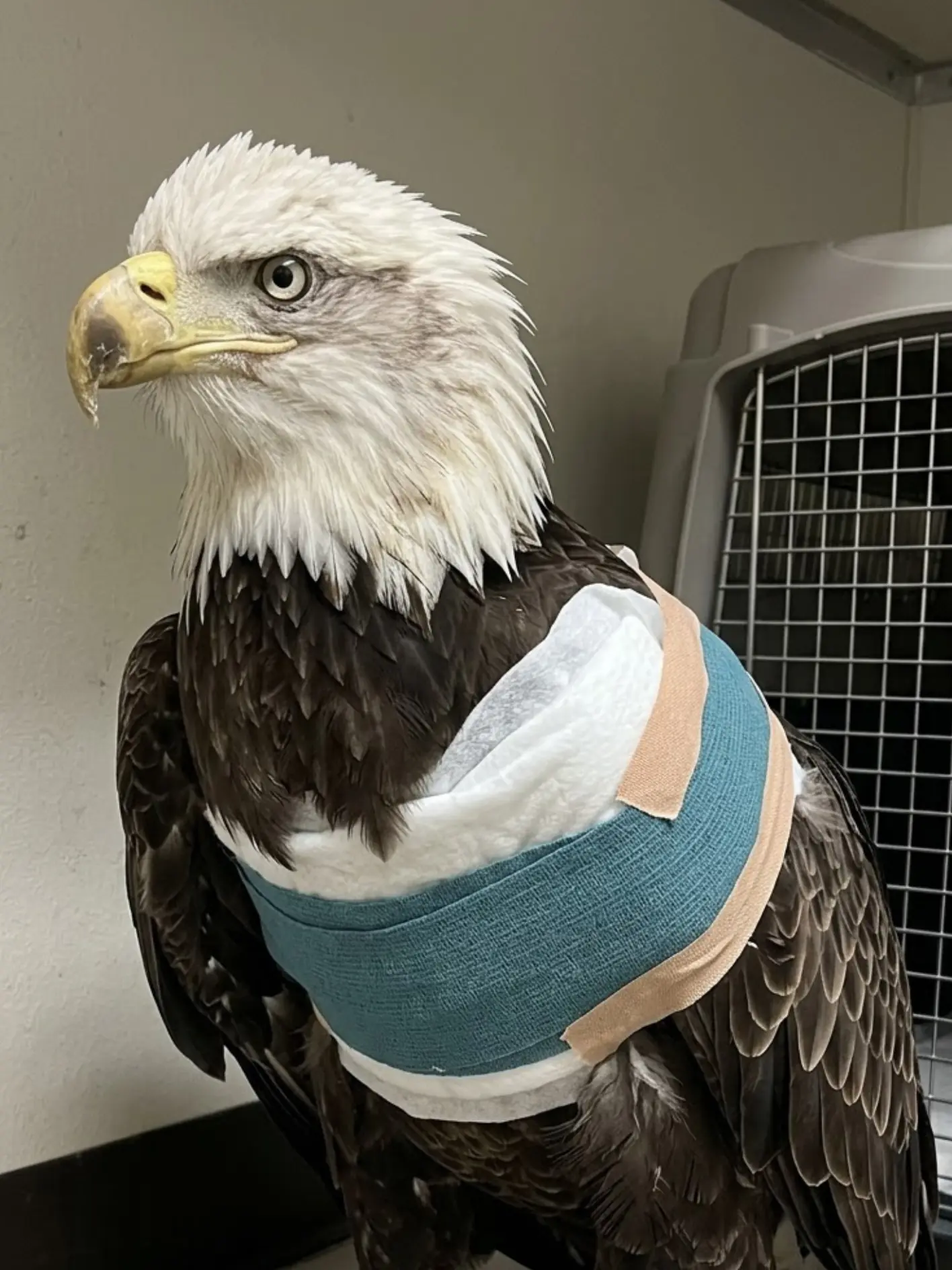 Bald Eagle Found With a Severe Open-Wing Fracture in a Nebraska Field — Wildlife Team Says Daily Bandage Changes Are Showing Steady Progress