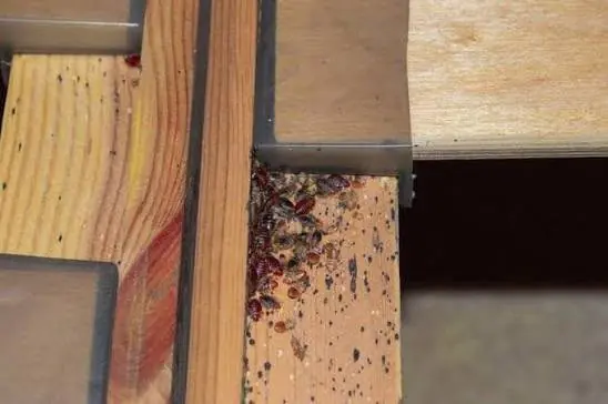 Things That Bring Bed Bugs Into Your House