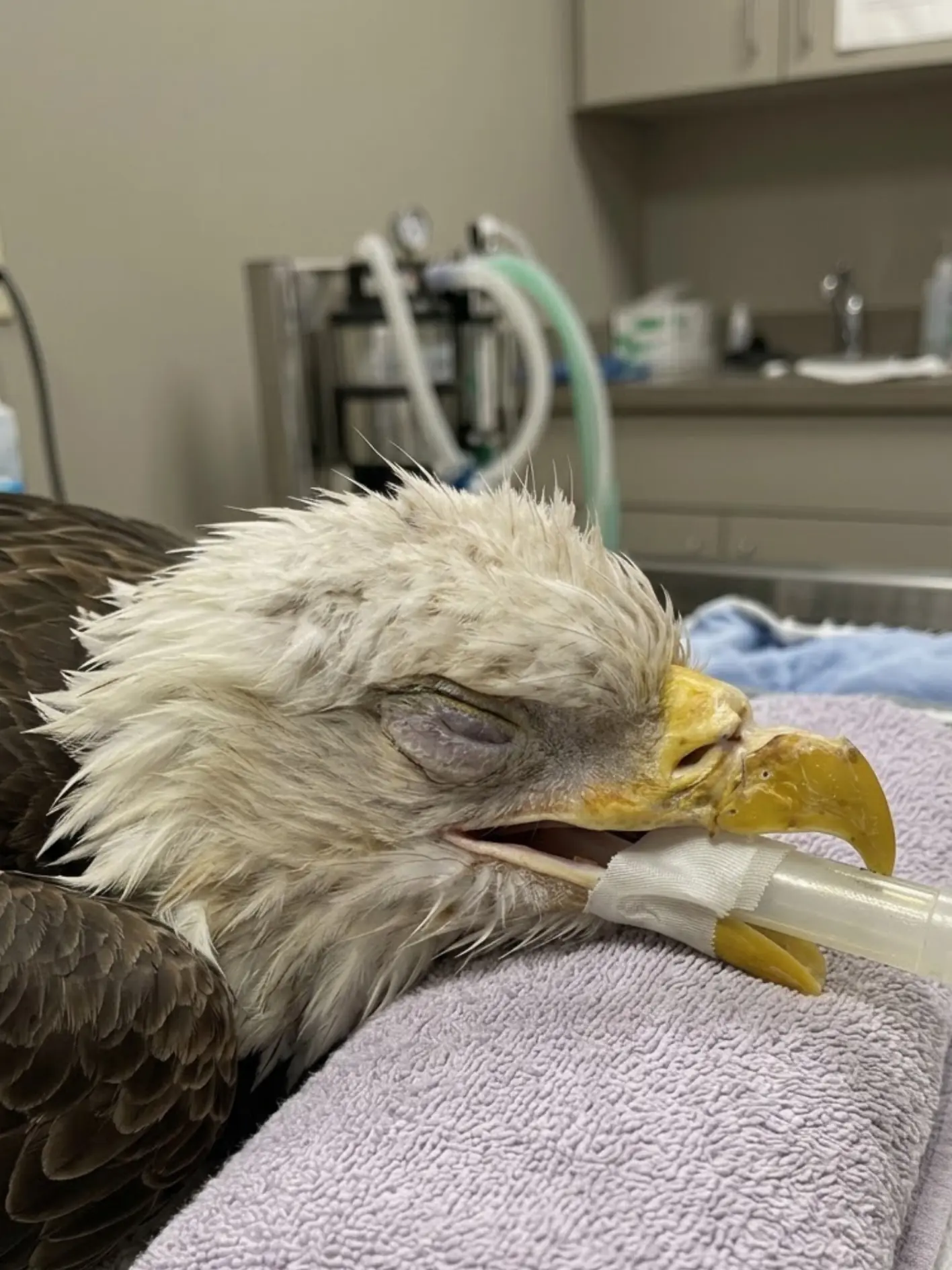 Bald Eagle Undergoes Another Reconstructive Beak Procedure — Veterinarians Say One Missing Sign Could Determine Whether the Damage Becomes Permanent