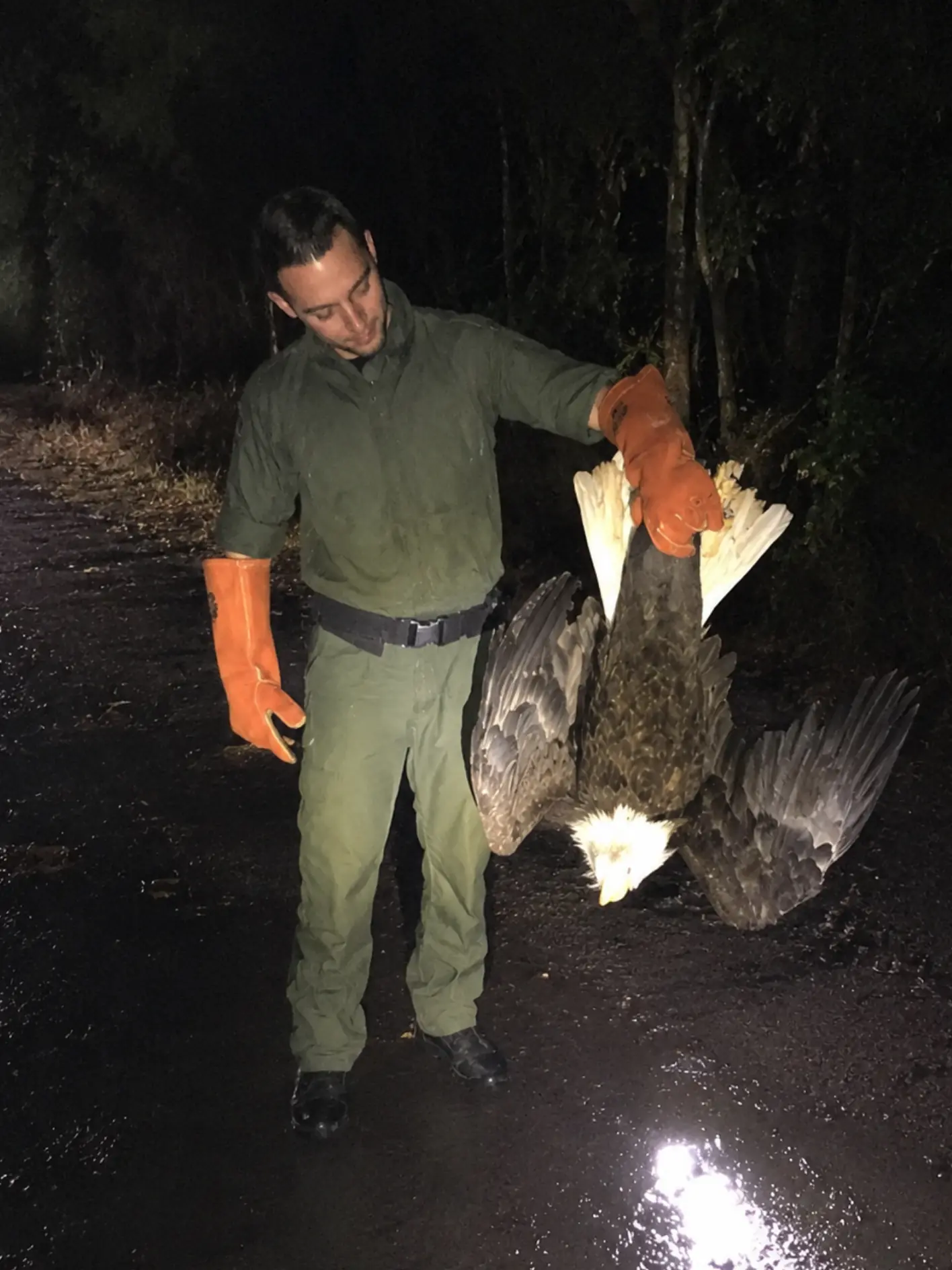 Bald Eagle Found Unable to Fly in a Georgia Forest — Wildlife Officers Discover the Bird Was Simply Too Full to Take Off