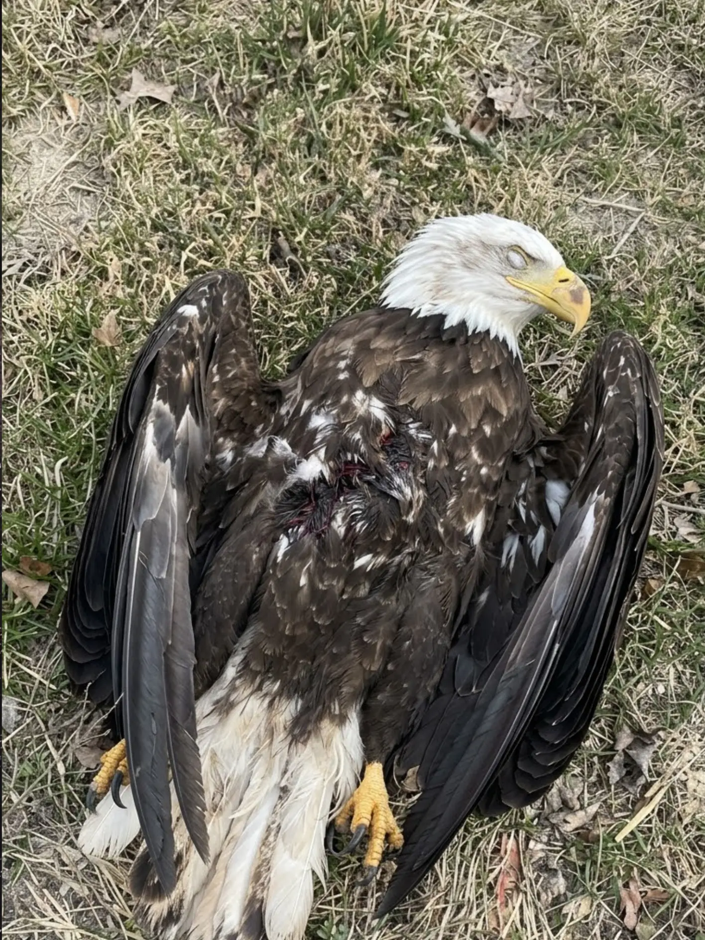 Bald Eagle Found With Suspected Gunshot Wounds Near a Reservoir — X-Rays Reveal the Extent of the Trauma