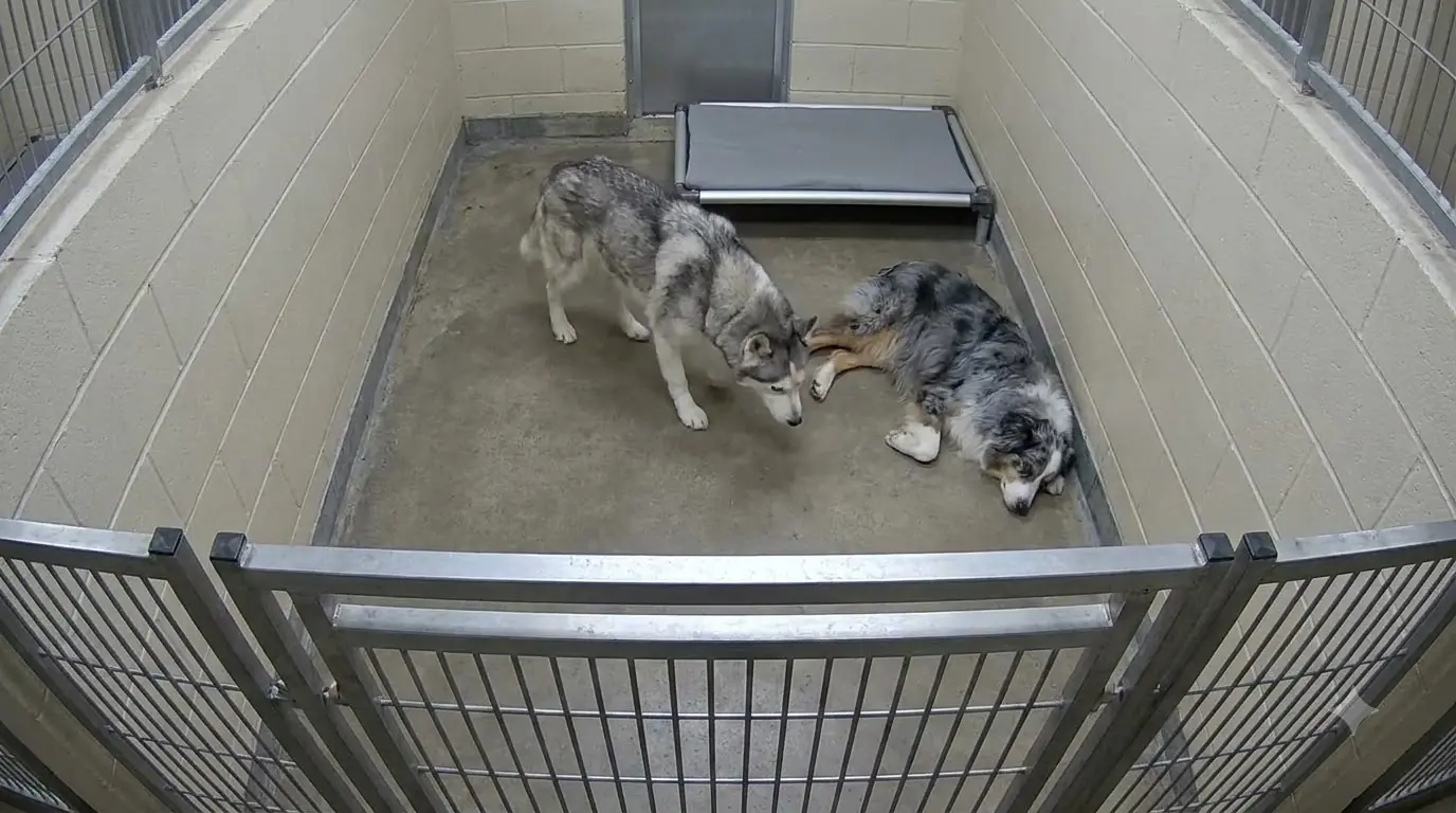 This Nearly Blind Senior Husky Keeps Feeling His Way Across the Kennel Until One Paw Touches the Dog He Came In With