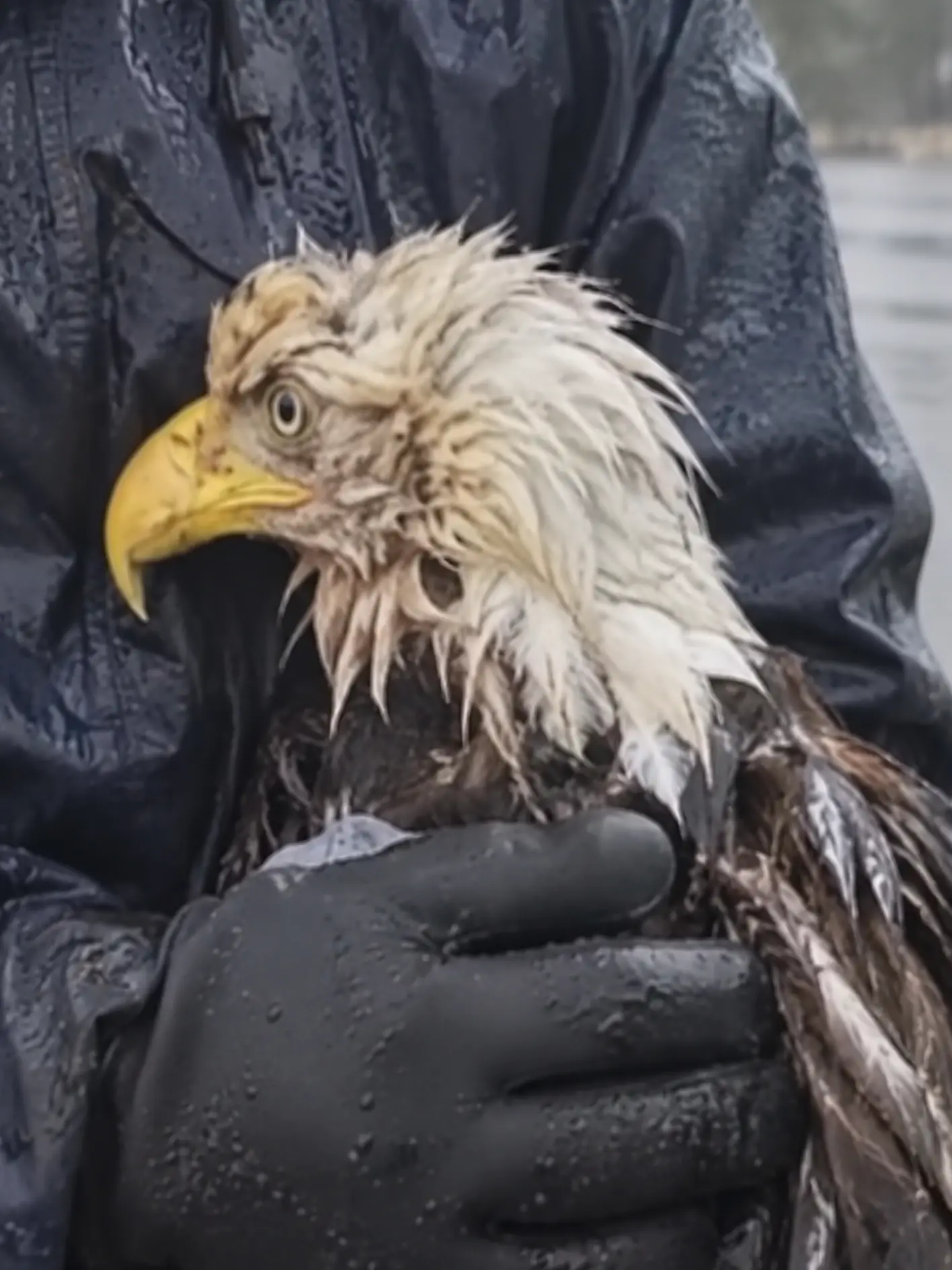 Bald Eagle Swept Downriver Is Pulled From the Water by a Bystander — X-Rays Later Reveal a Fractured Wing