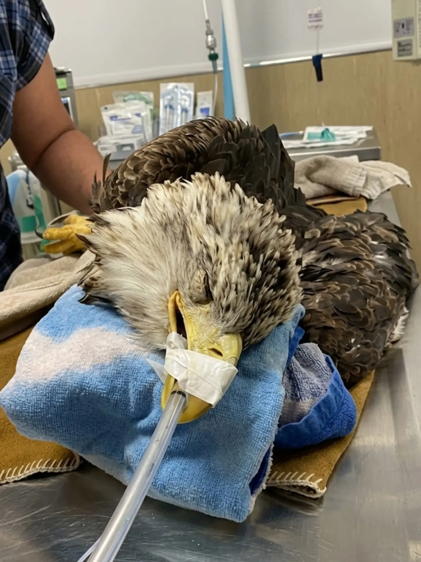 Bald Eagle Found Critically Ill Near the Potomac River — Veterinarians Say Rodenticide Exposure May Have Contributed to Its Collapse
