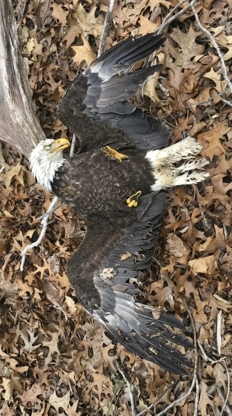 Necropsy Reveals Bald Eagle Died From Massive Internal Hemorrhage — Anticoagulant Rodenticide Exposure Emerges as the Leading Suspected Cause