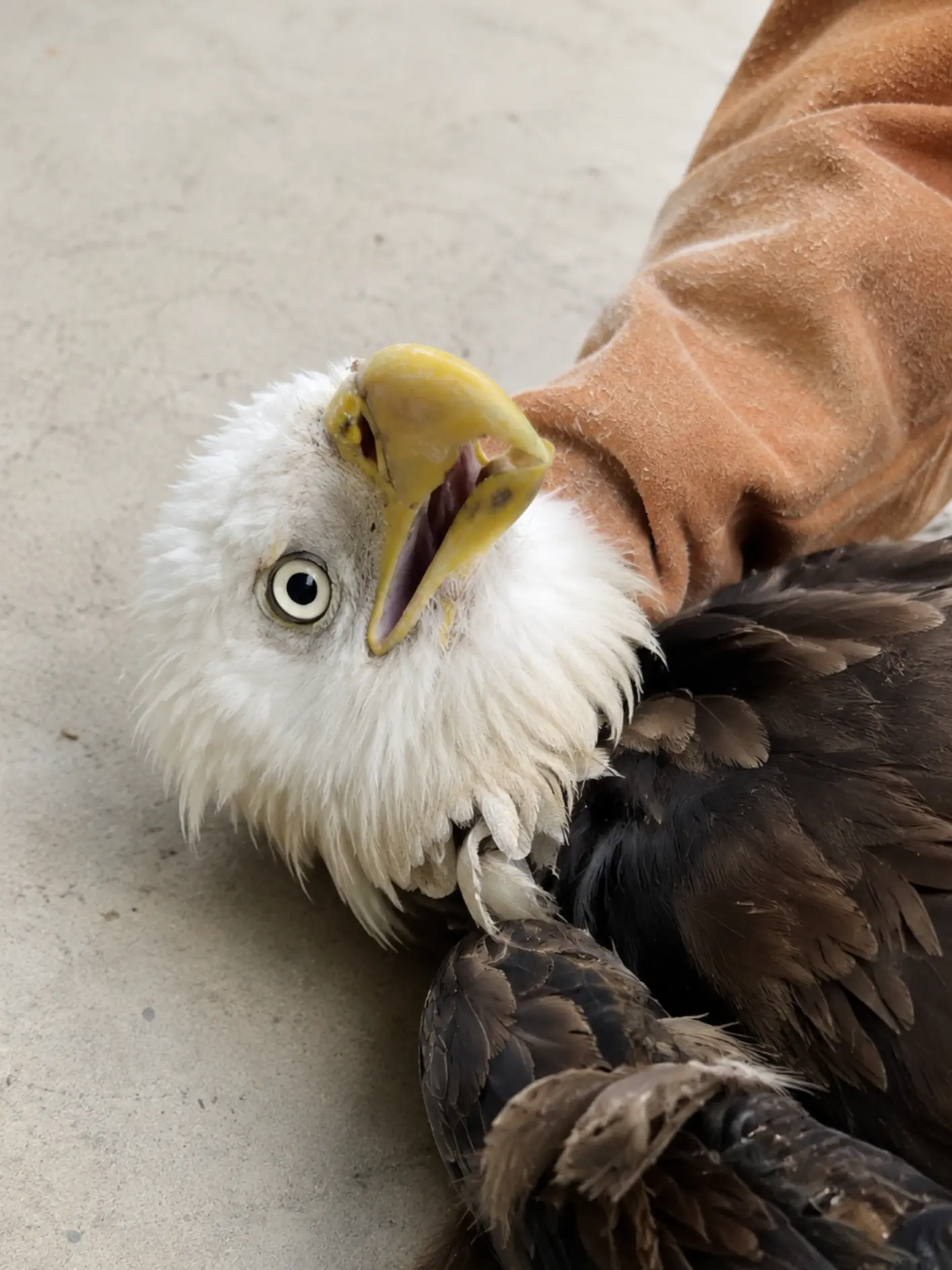 Bald Eagle Found With an Open Wing Fracture Is Rushed Two Hours for Emergency Care — Daily Bandage Changes Are Showing Encouraging Signs of Healing